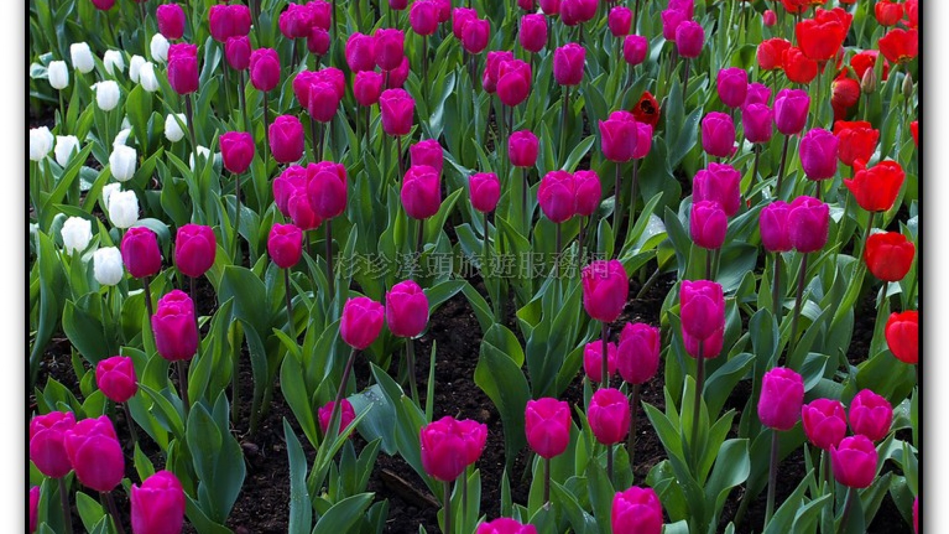 藥花園-杉林溪旅遊景點