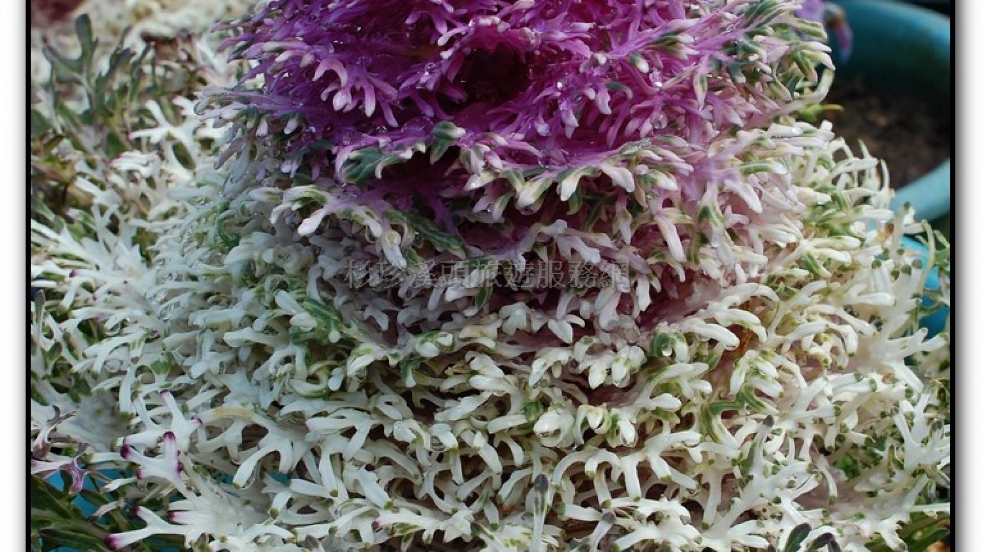 藥花園-杉林溪旅遊景點