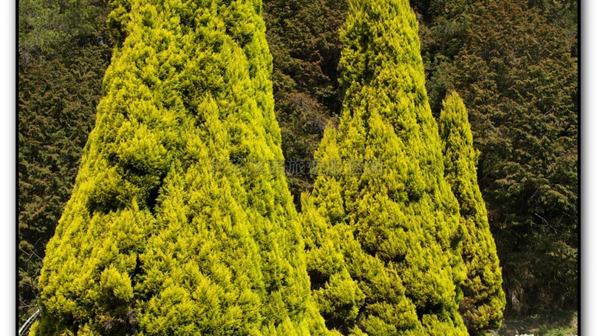 藥花園-杉林溪旅遊景點