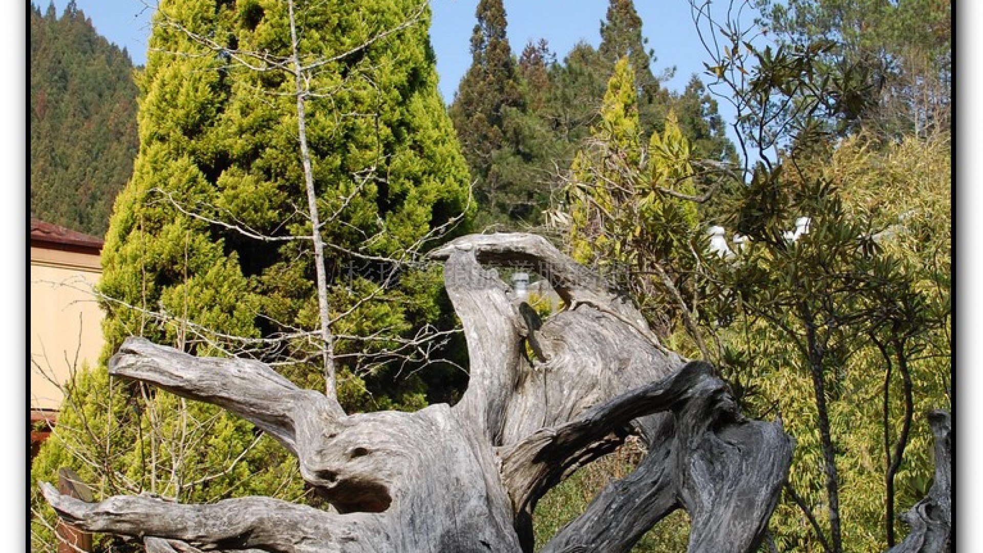 藥花園-杉林溪旅遊景點