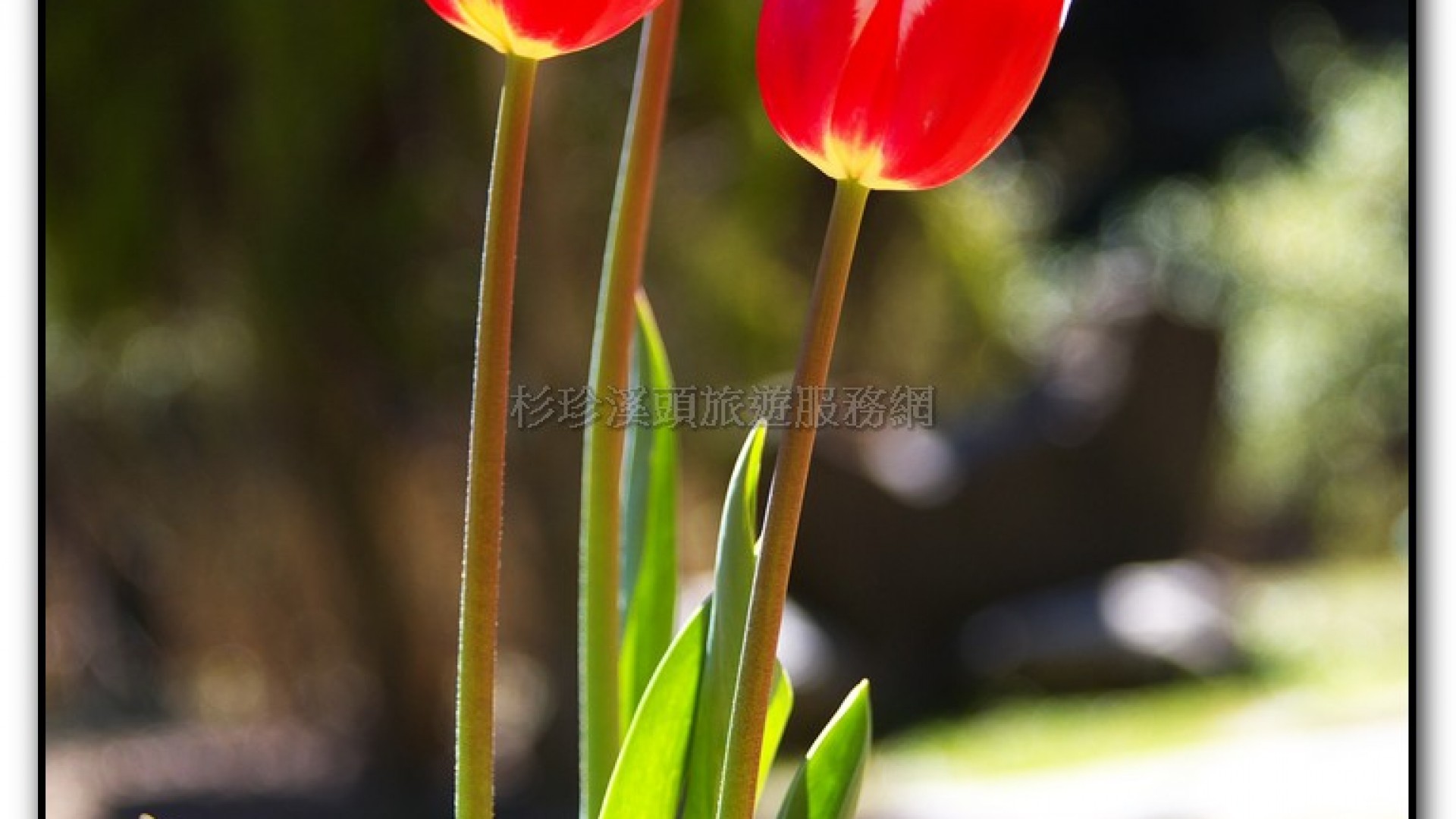 藥花園-杉林溪旅遊景點