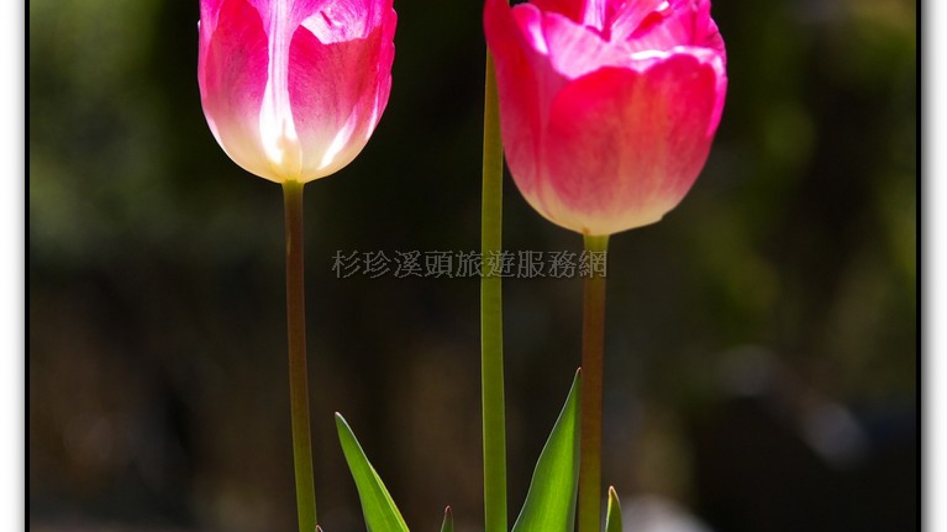 藥花園-杉林溪旅遊景點