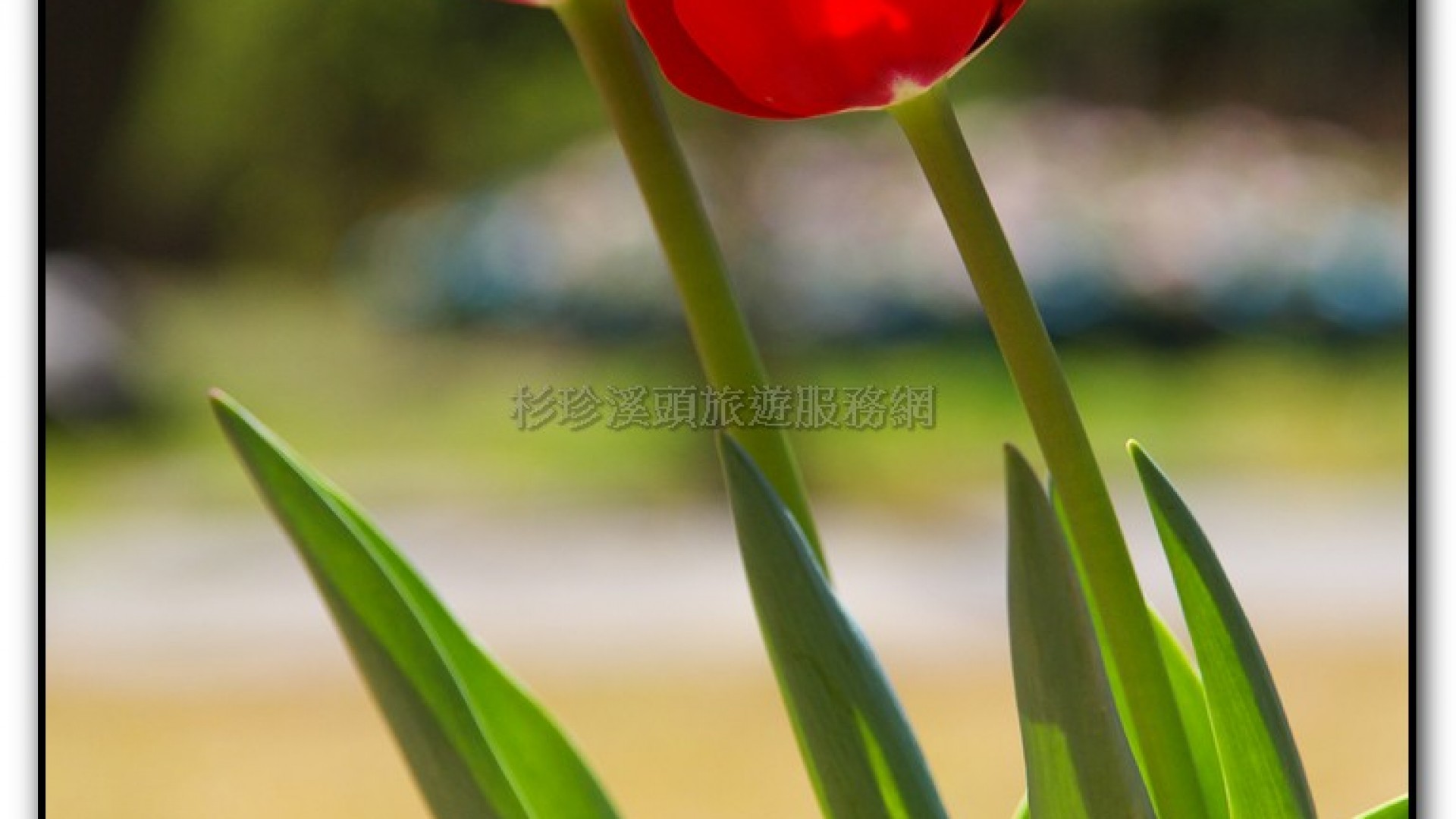 藥花園-杉林溪旅遊景點