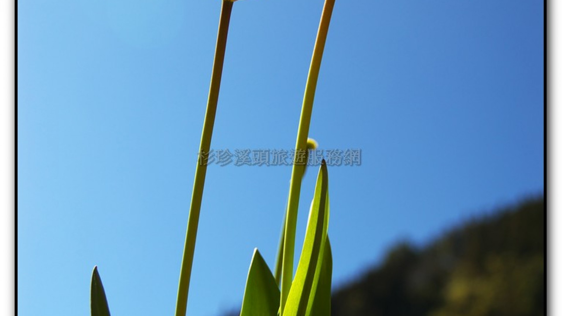 藥花園-杉林溪旅遊景點