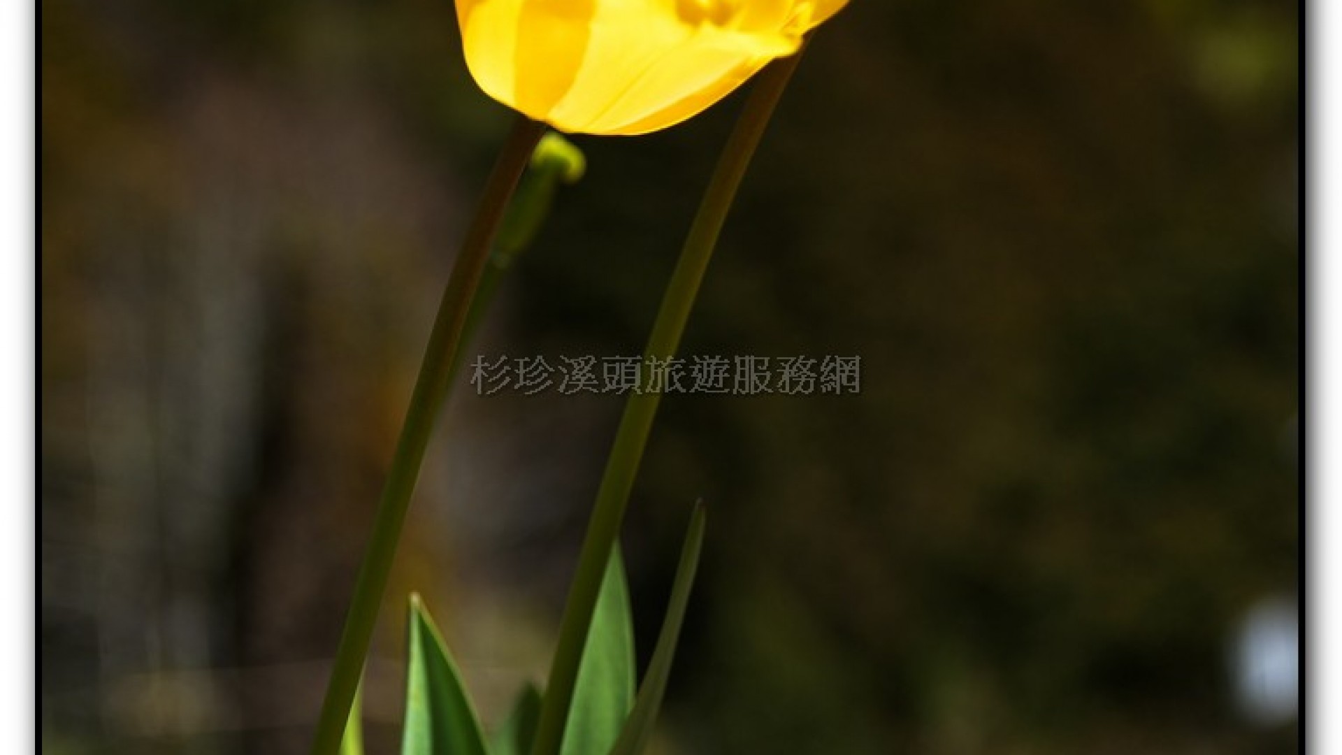 藥花園-杉林溪旅遊景點