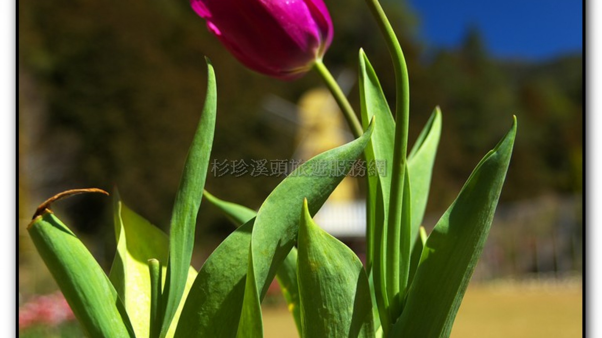 藥花園-杉林溪旅遊景點