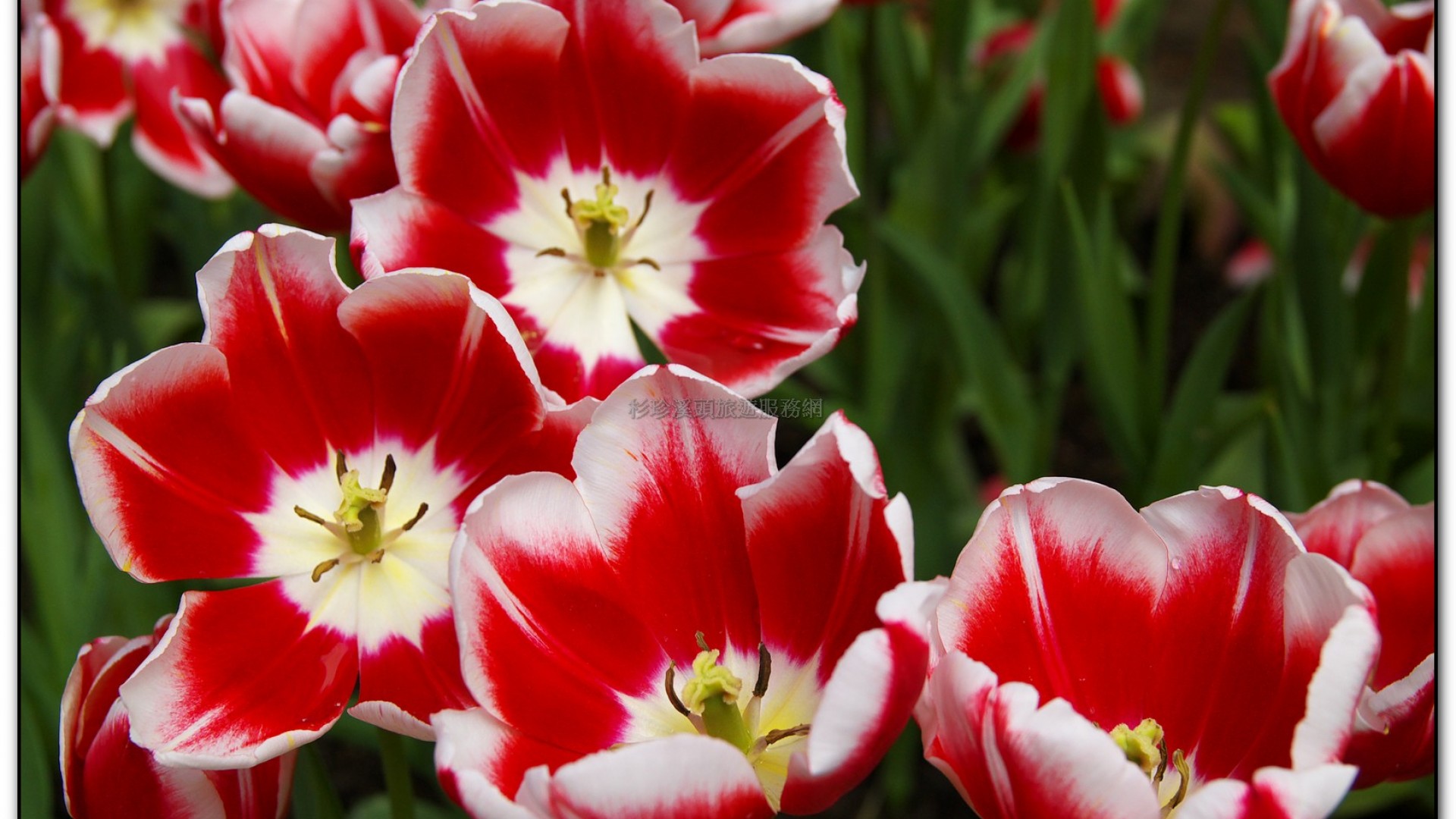 藥花園-杉林溪旅遊景點