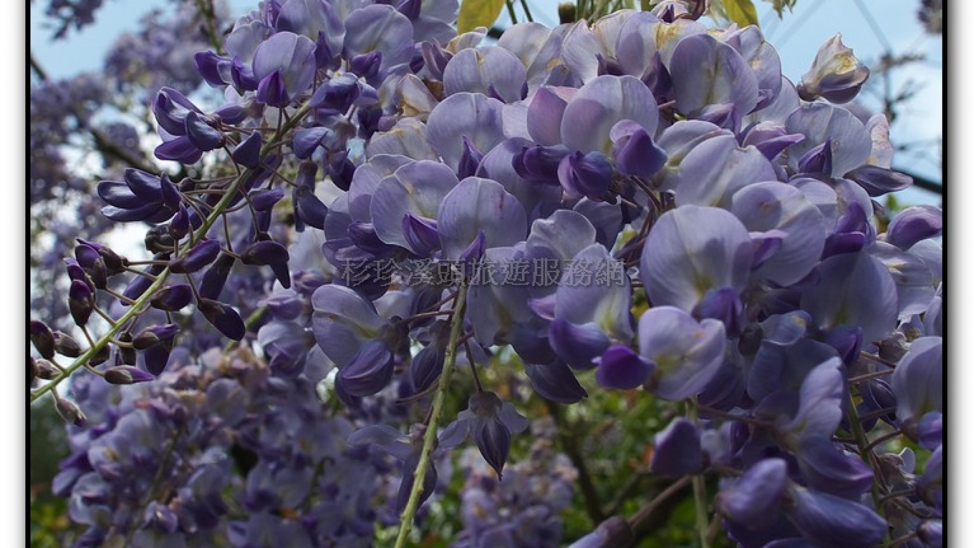 藥花園-杉林溪旅遊景點