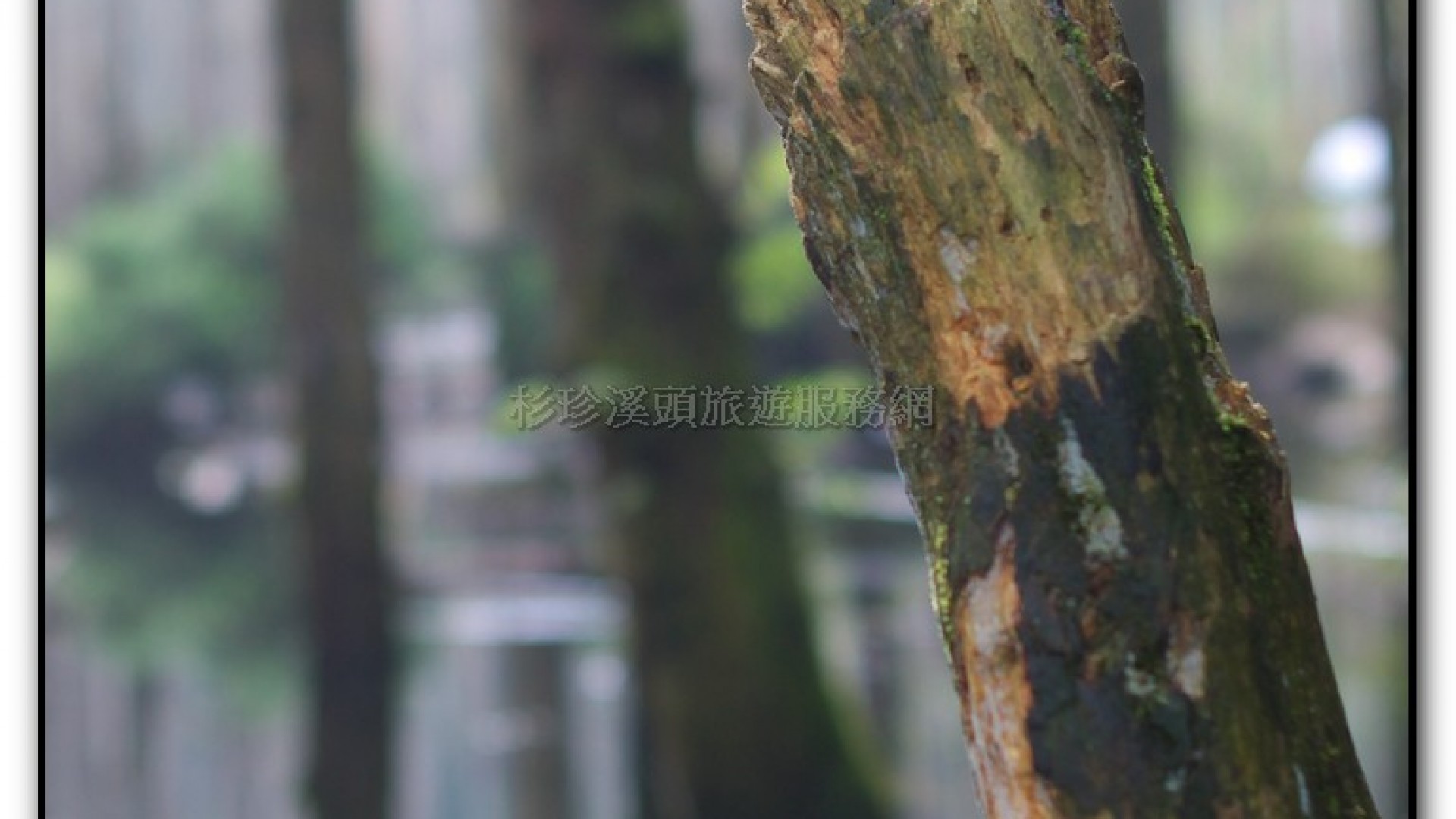 忘憂森林-杉林溪旅遊景點