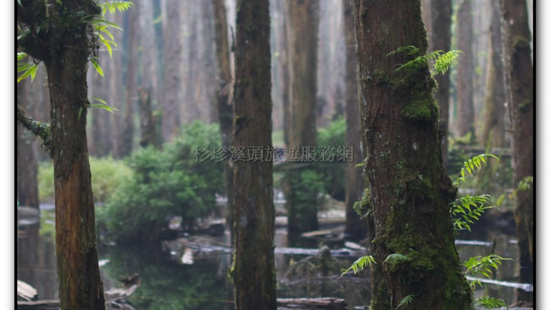 忘憂森林-杉林溪旅遊景點