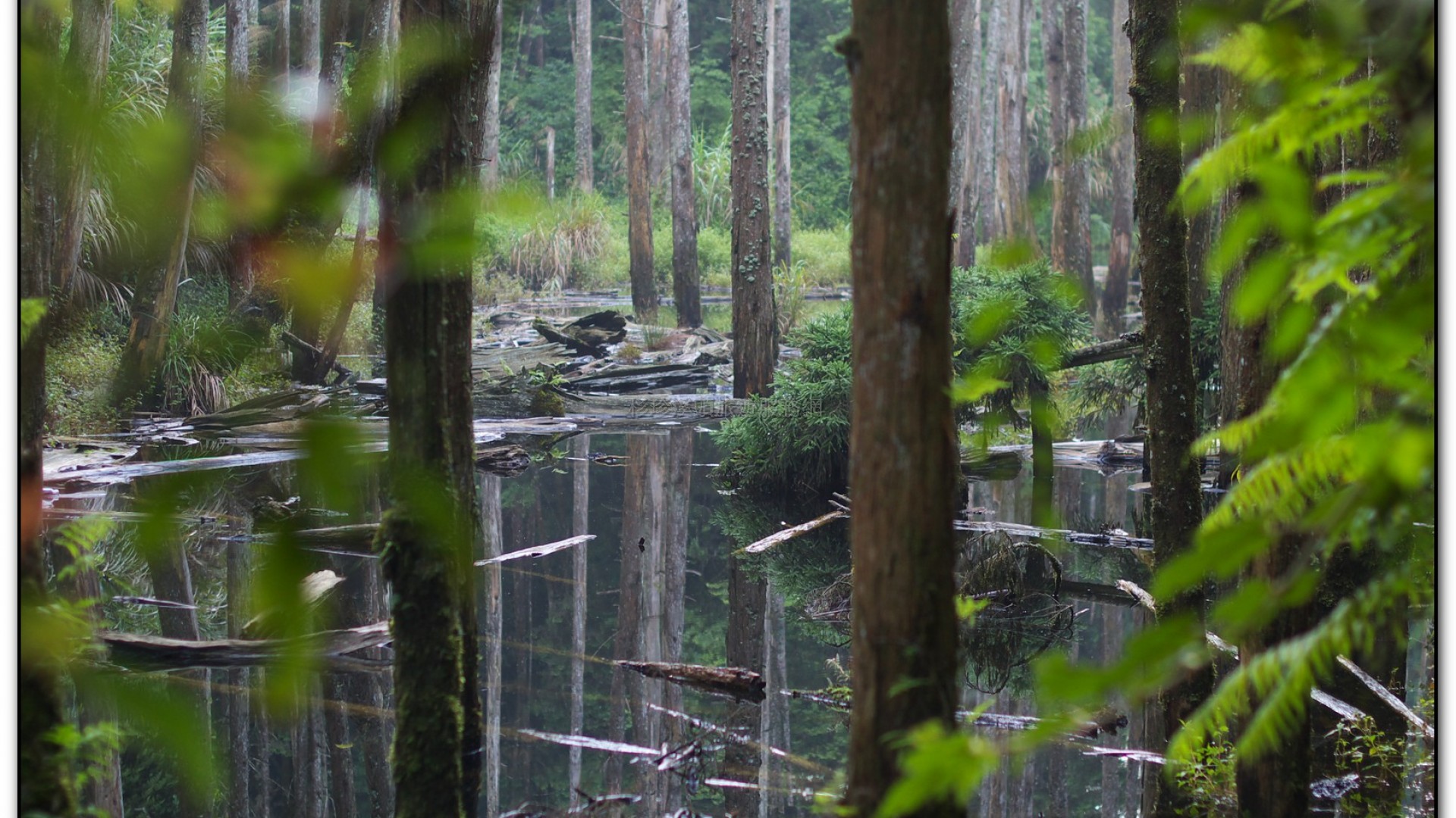 忘憂森林-杉林溪旅遊景點