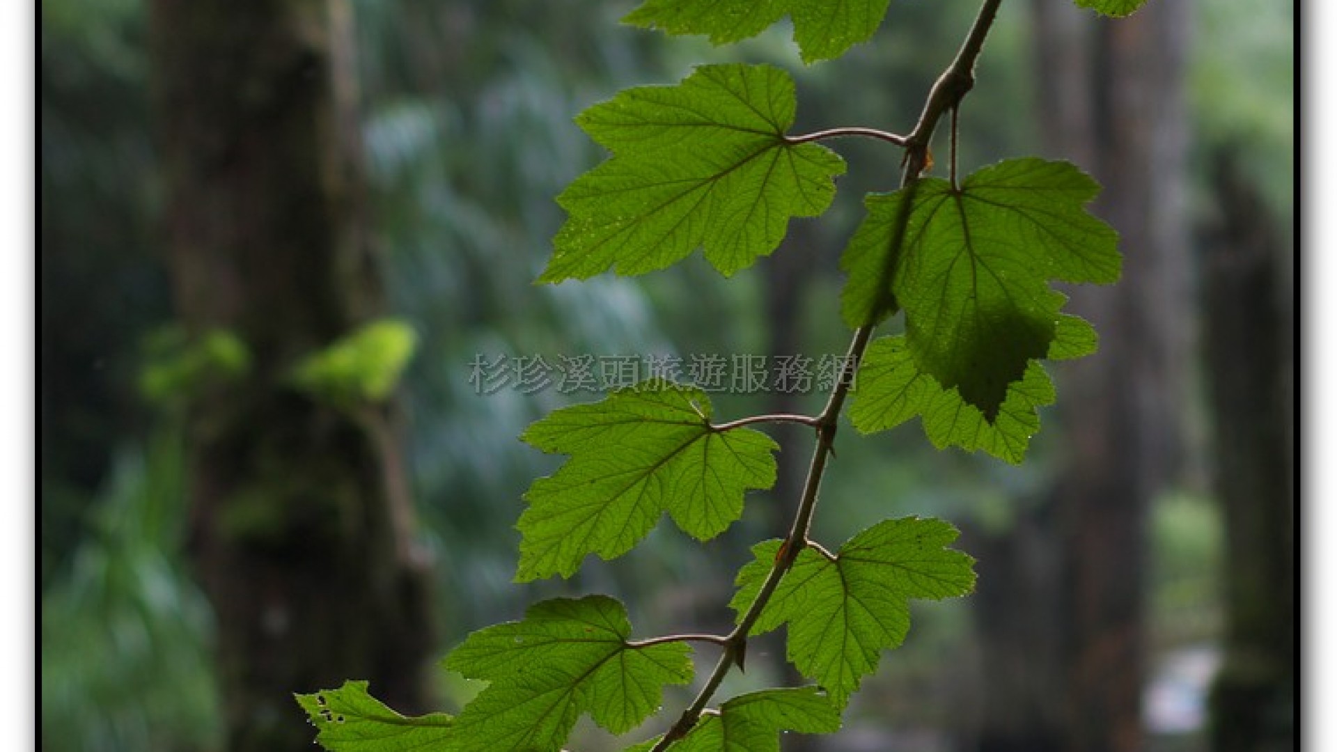 忘憂森林-杉林溪旅遊景點