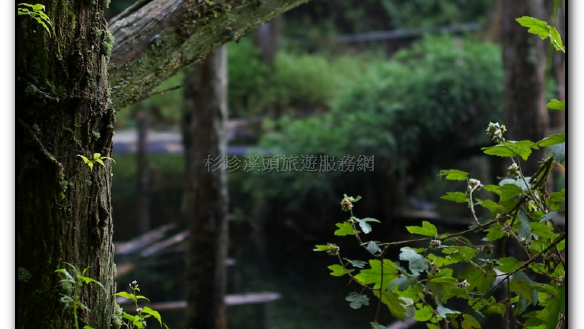 忘憂森林-杉林溪旅遊景點