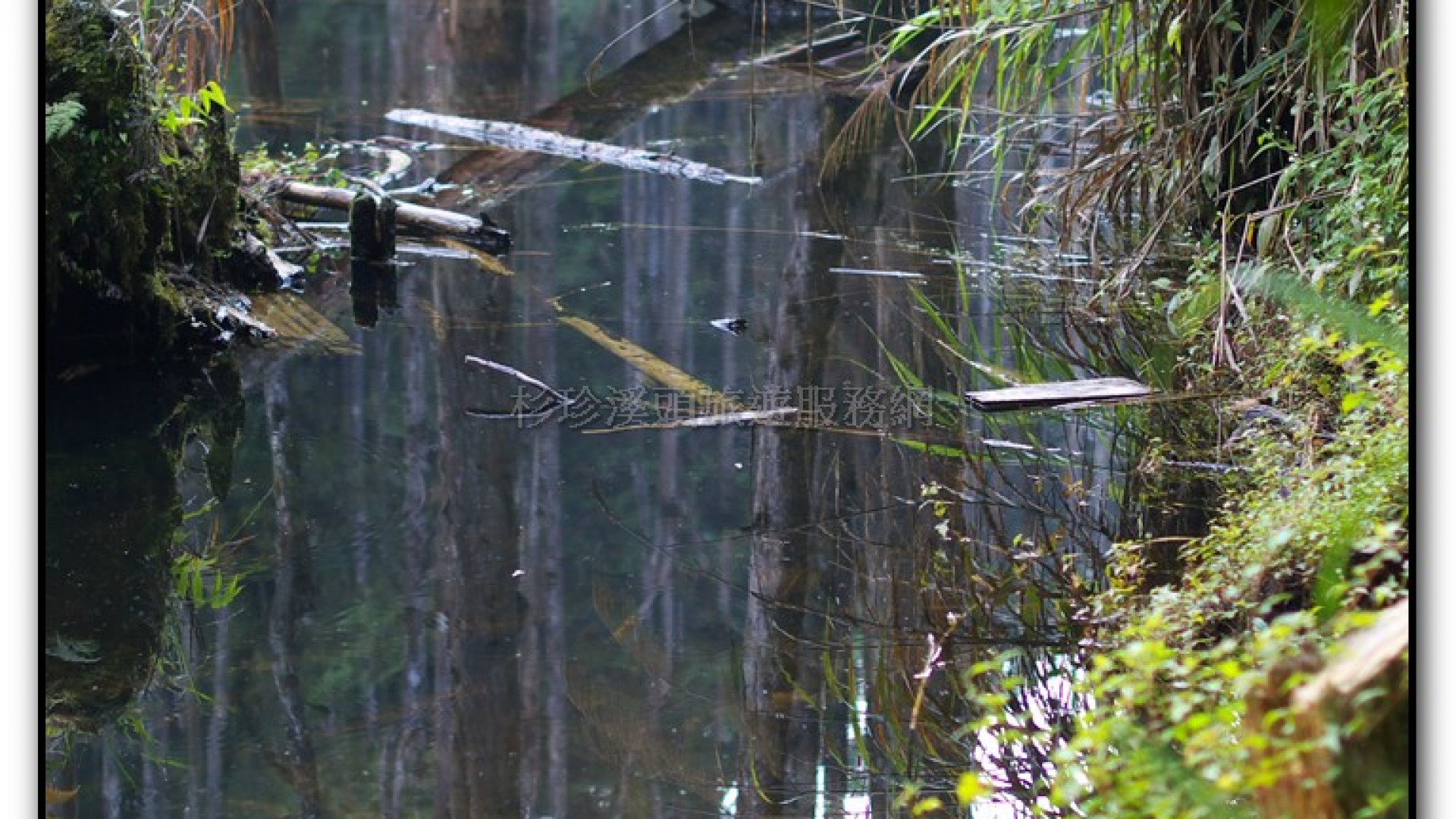 忘憂森林-杉林溪旅遊景點