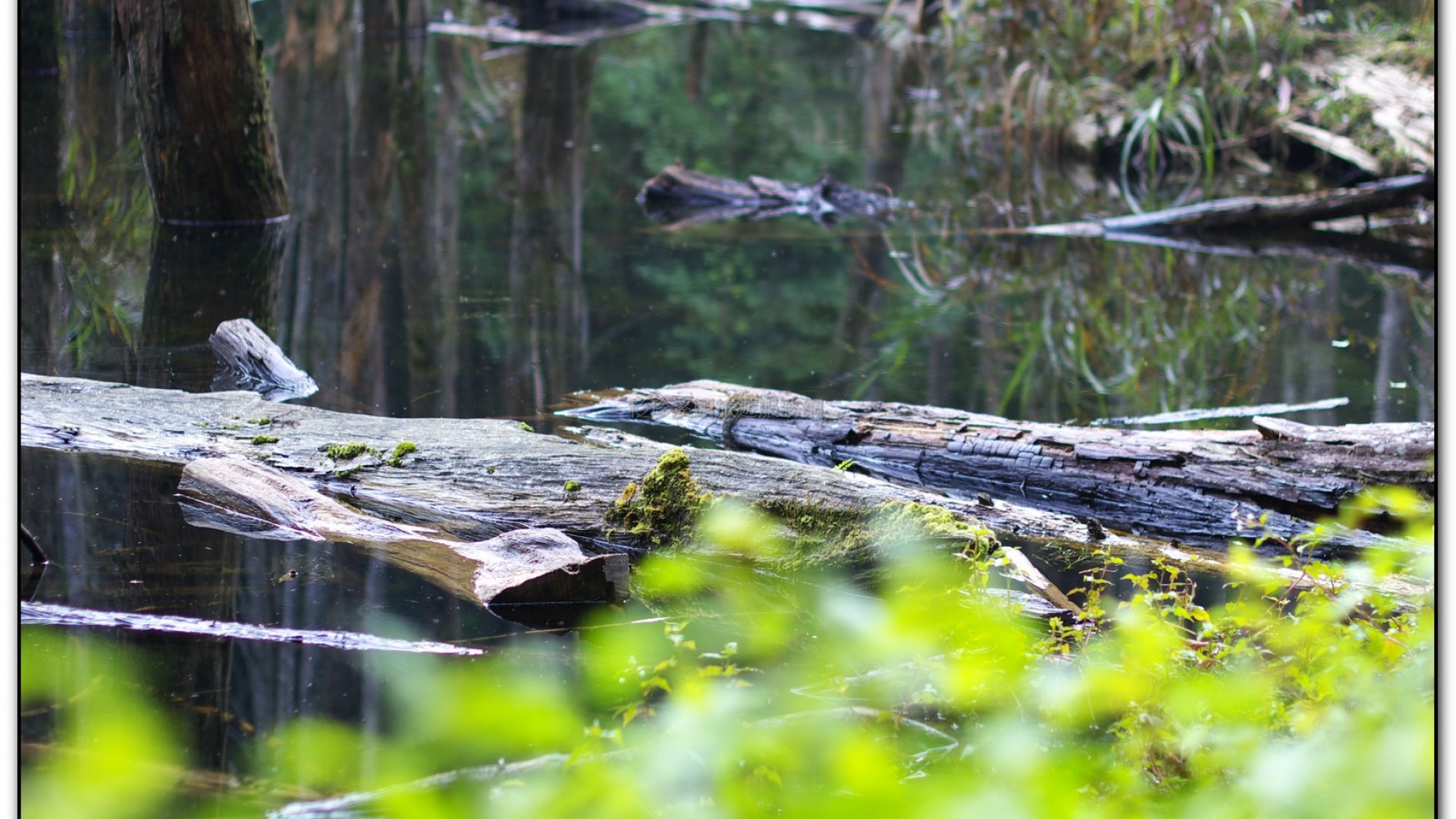 忘憂森林-杉林溪旅遊景點