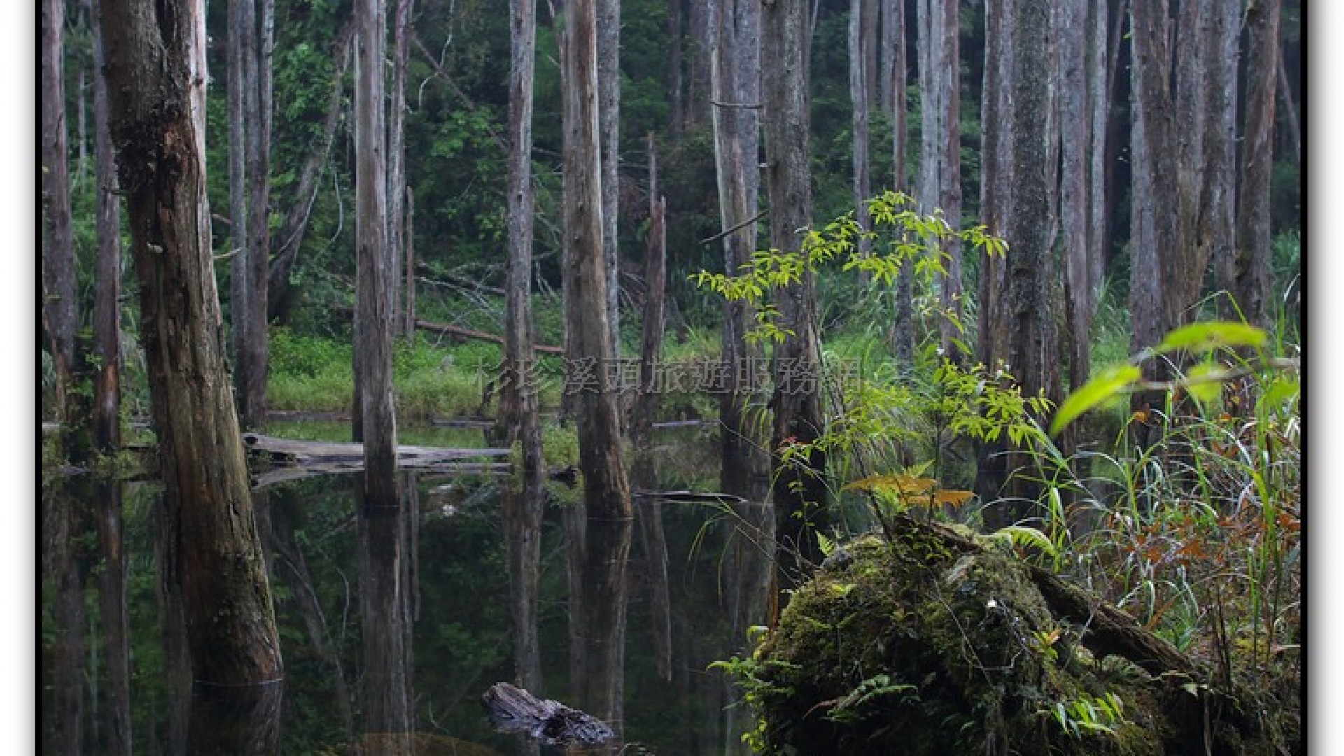 忘憂森林-杉林溪旅遊景點
