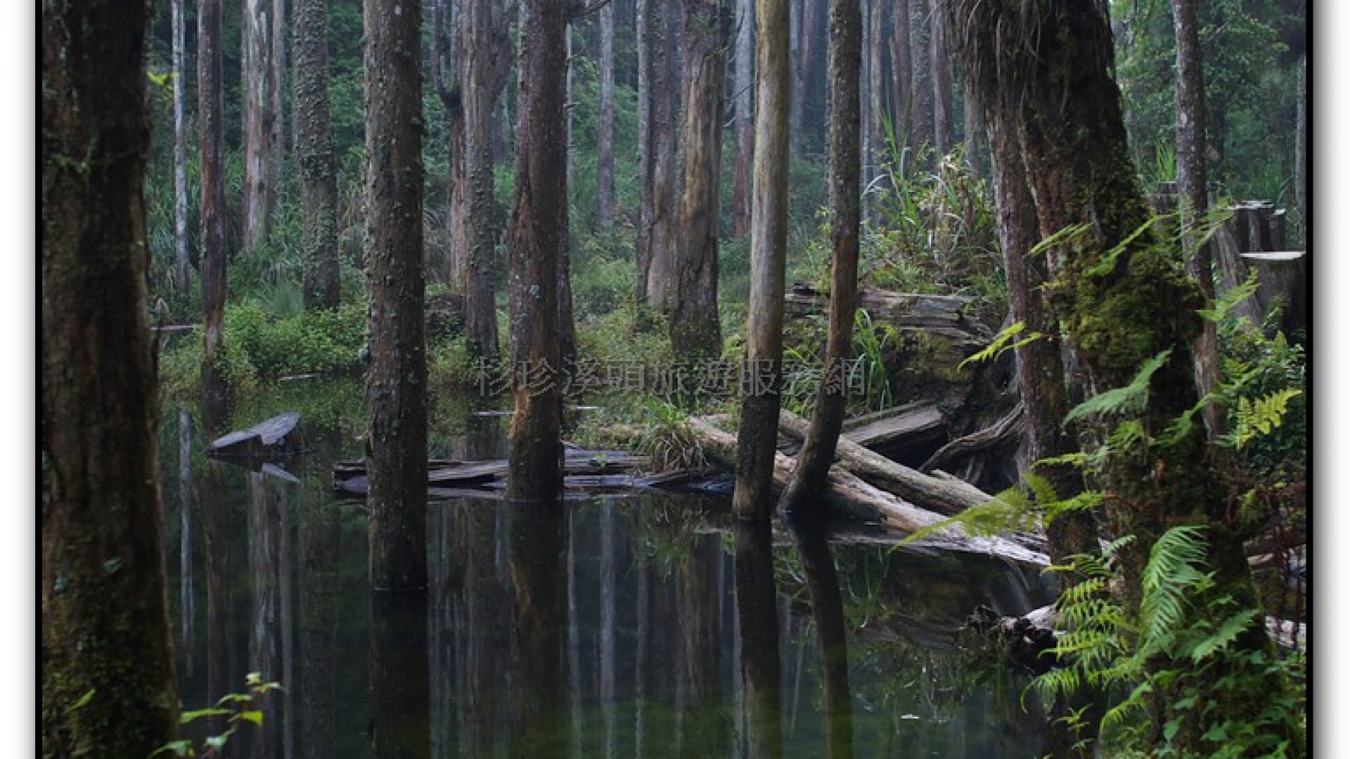 忘憂森林-杉林溪旅遊景點