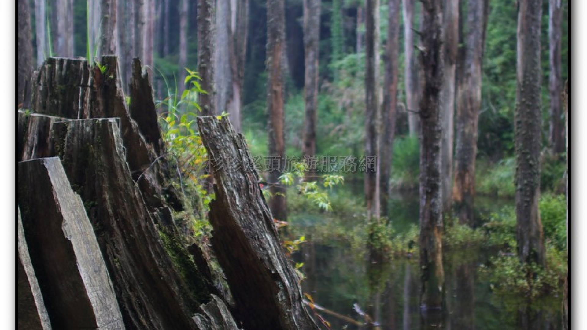 忘憂森林-杉林溪旅遊景點