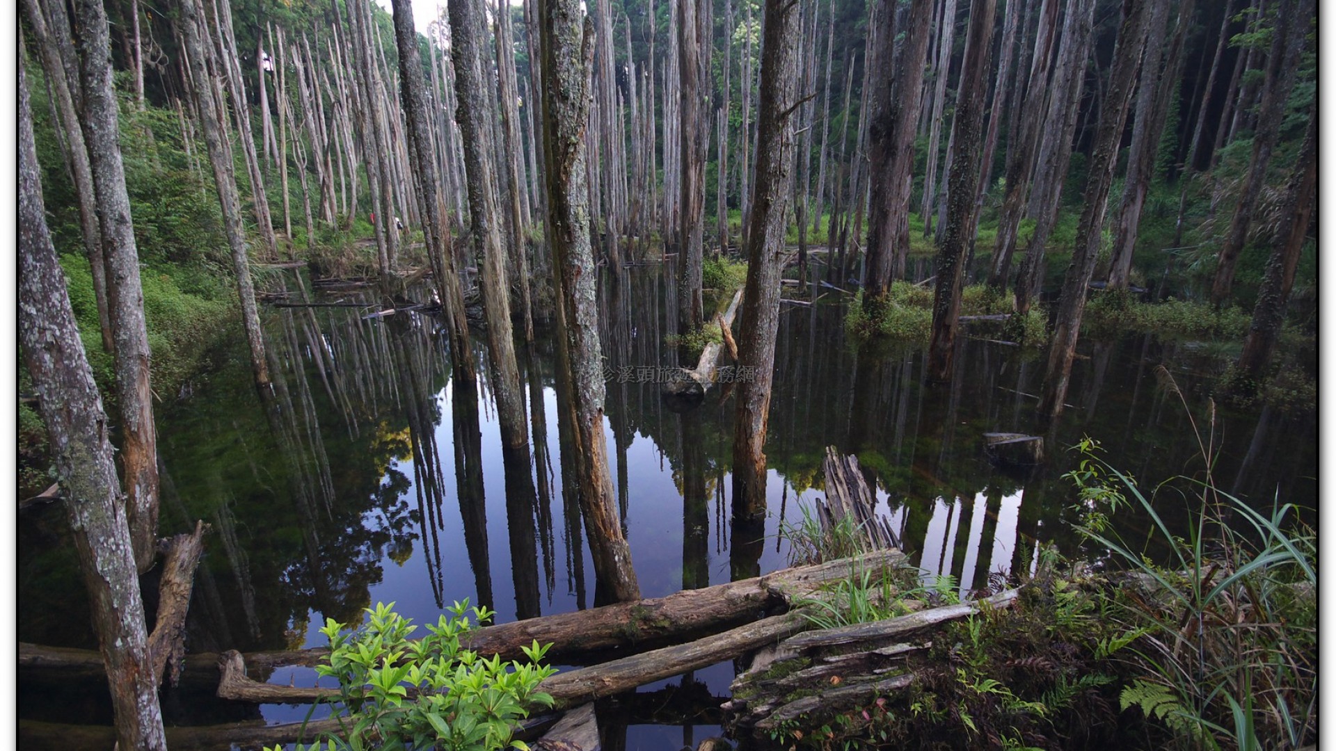 忘憂森林-杉林溪旅遊景點
