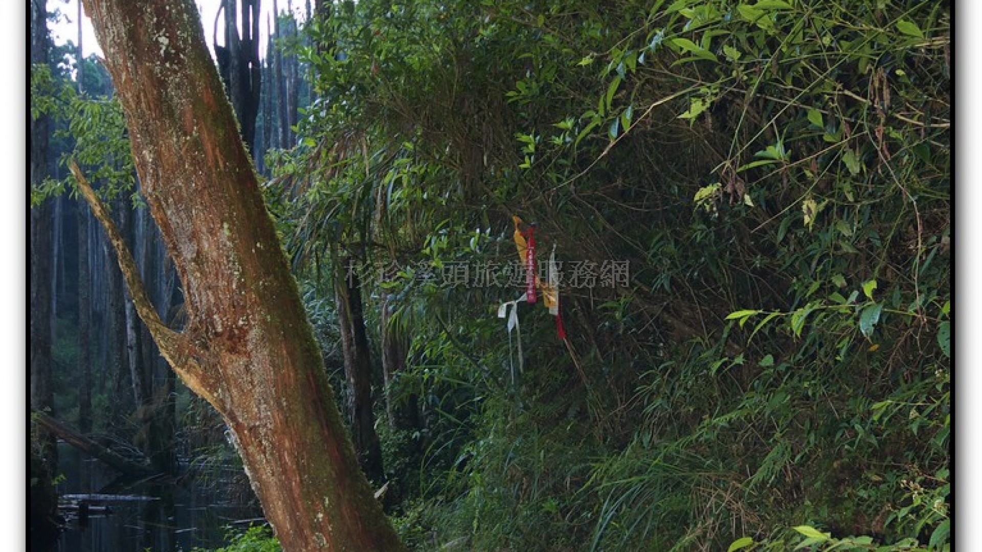 忘憂森林-杉林溪旅遊景點