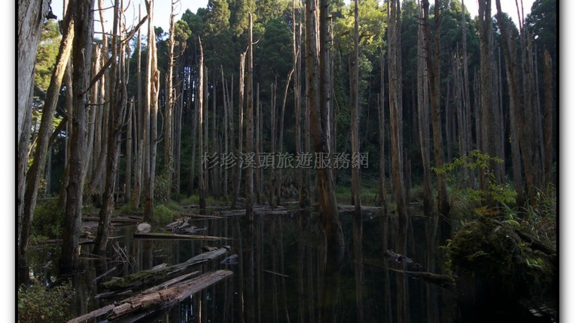 忘憂森林-杉林溪旅遊景點