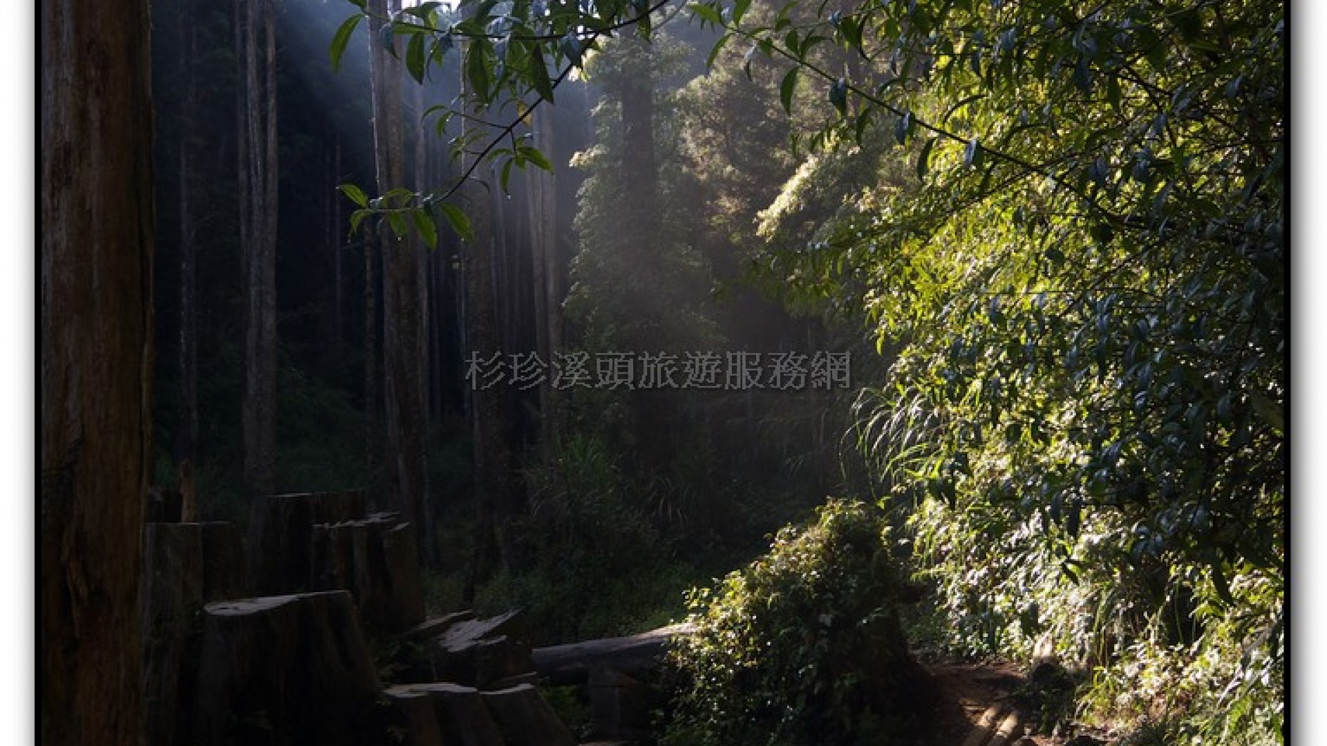 忘憂森林-杉林溪旅遊景點