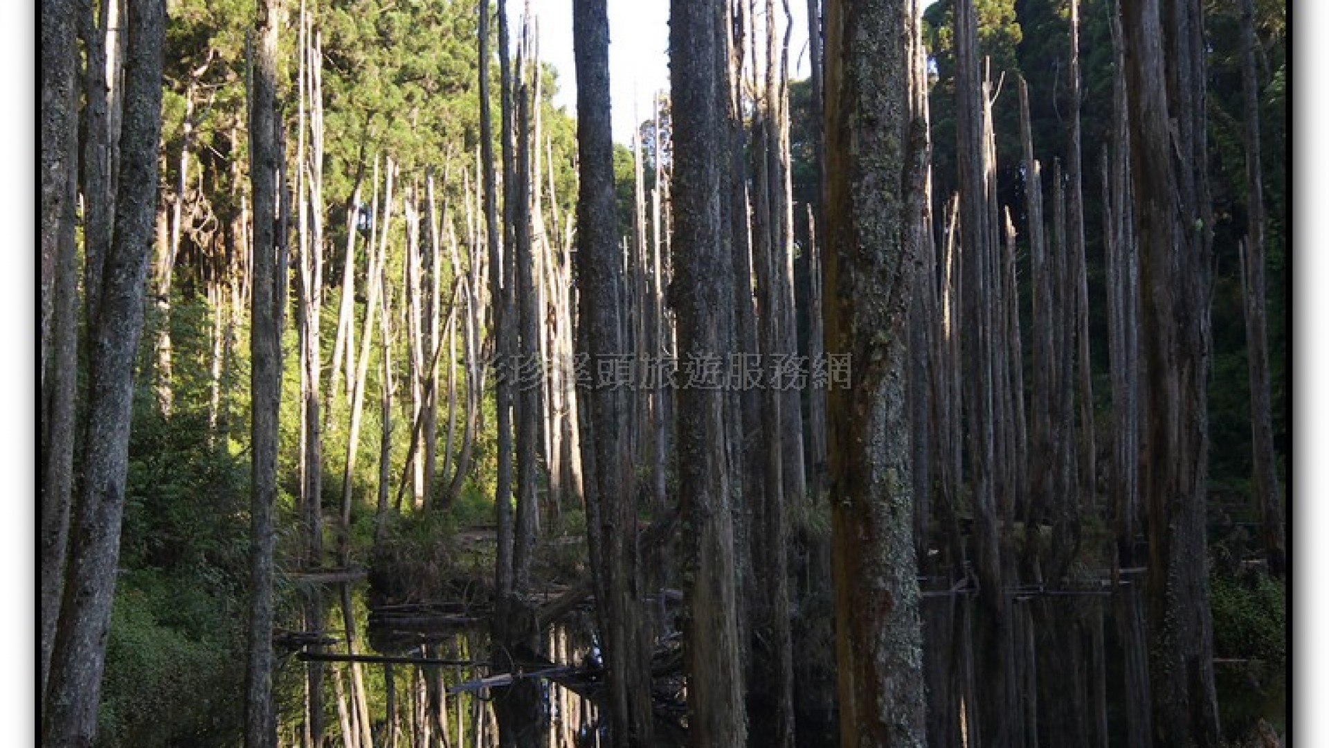 忘憂森林-杉林溪旅遊景點