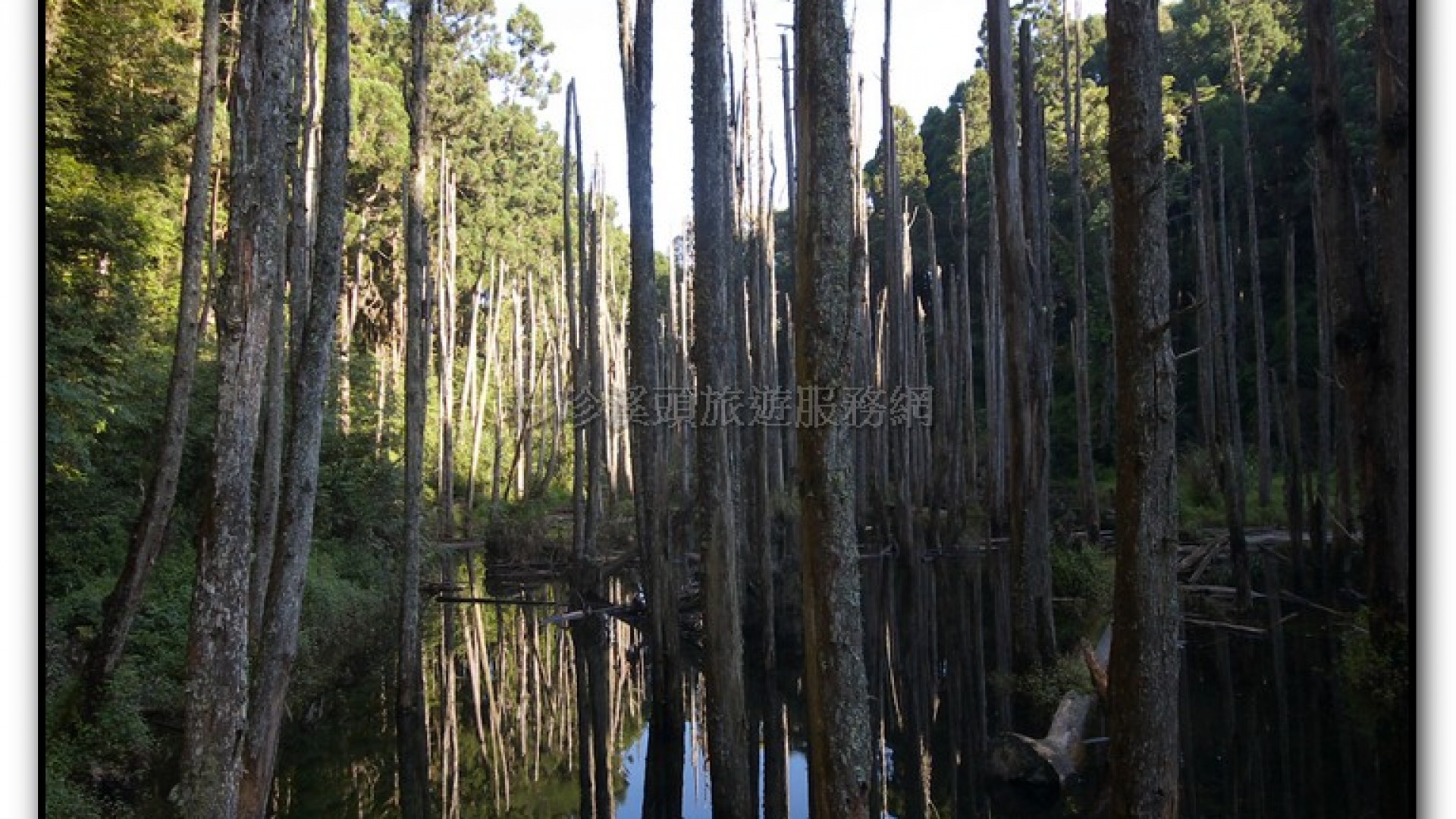 忘憂森林-杉林溪旅遊景點