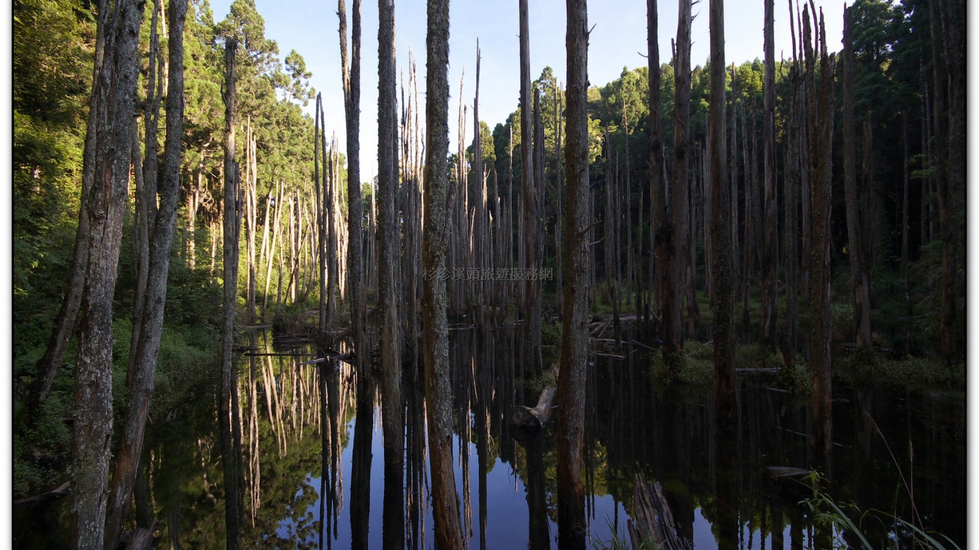 忘憂森林-杉林溪旅遊景點