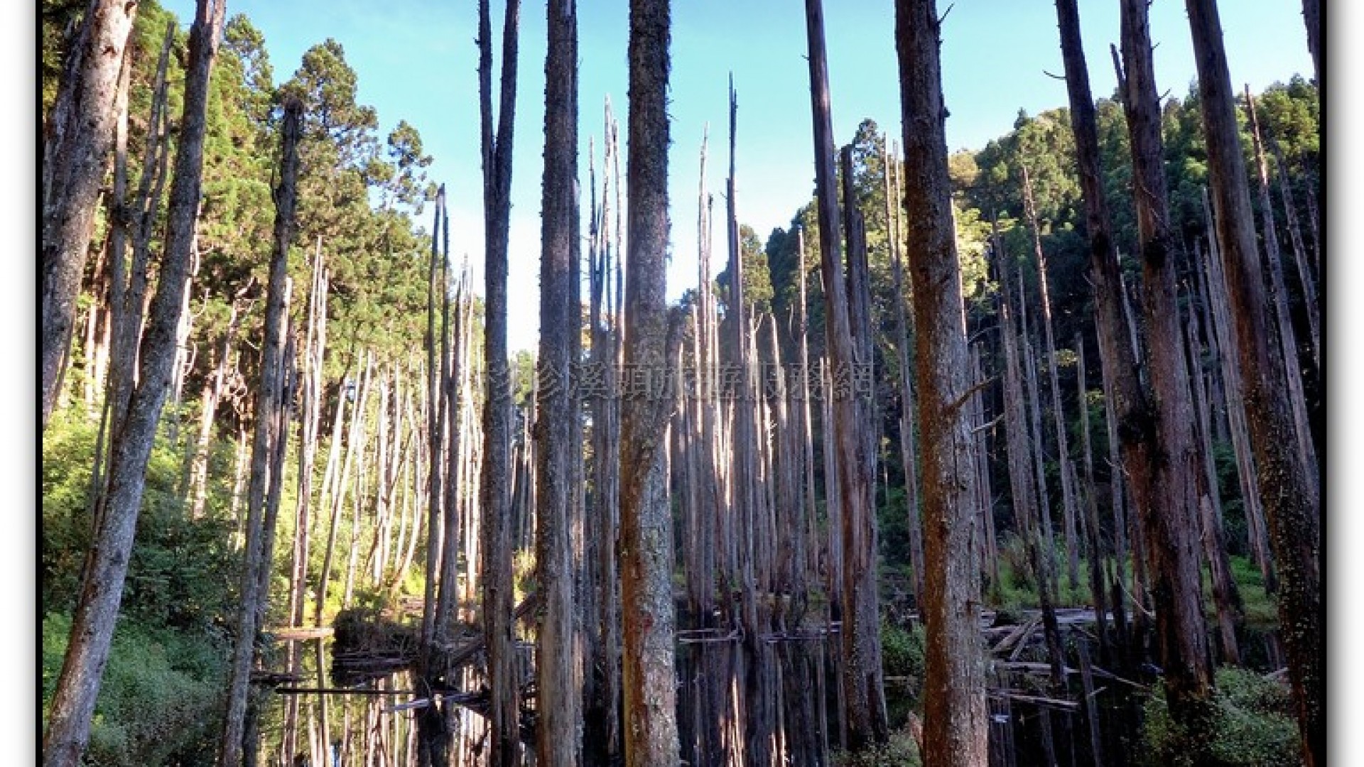 忘憂森林-杉林溪旅遊景點