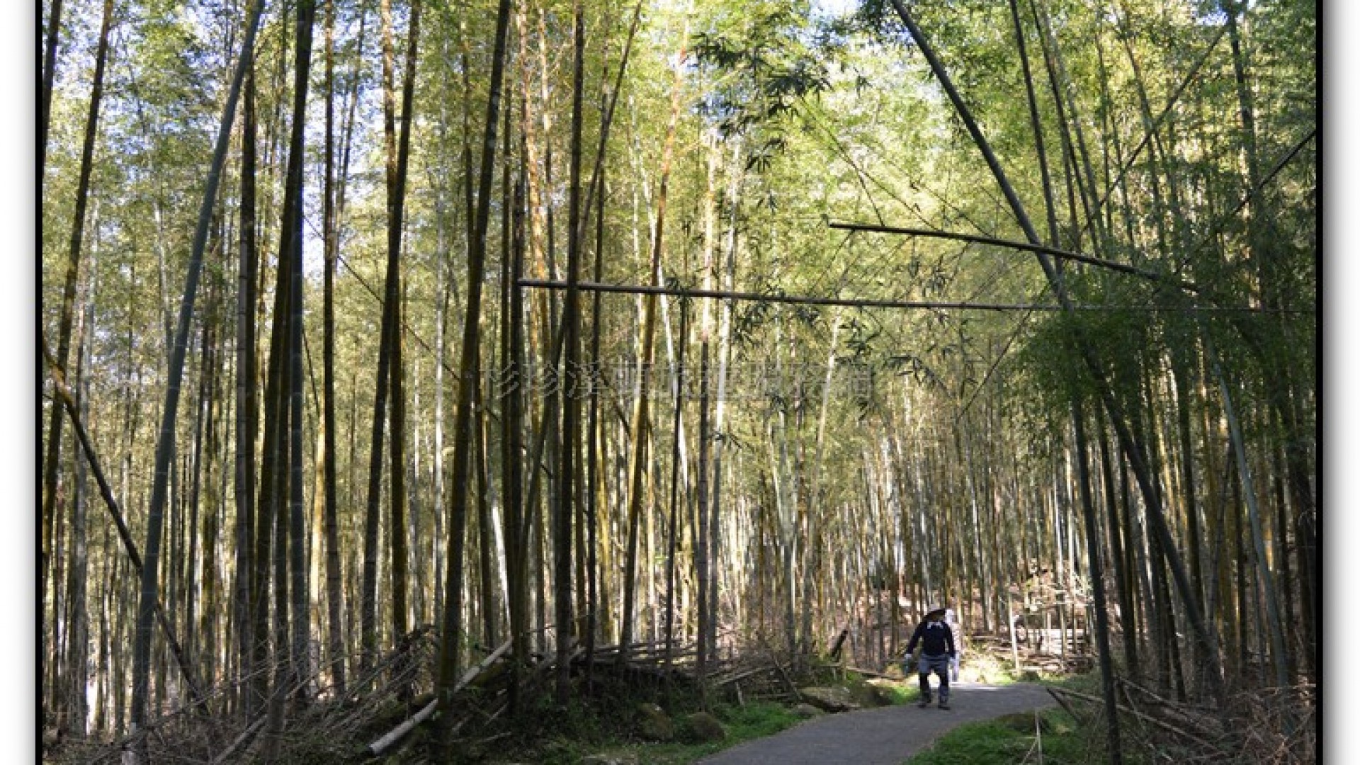 竹蘆-溪頭旅遊景點