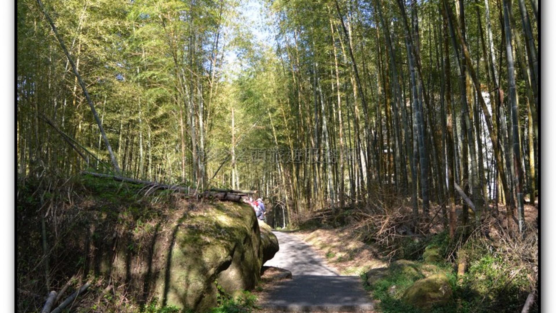 竹蘆-溪頭旅遊景點