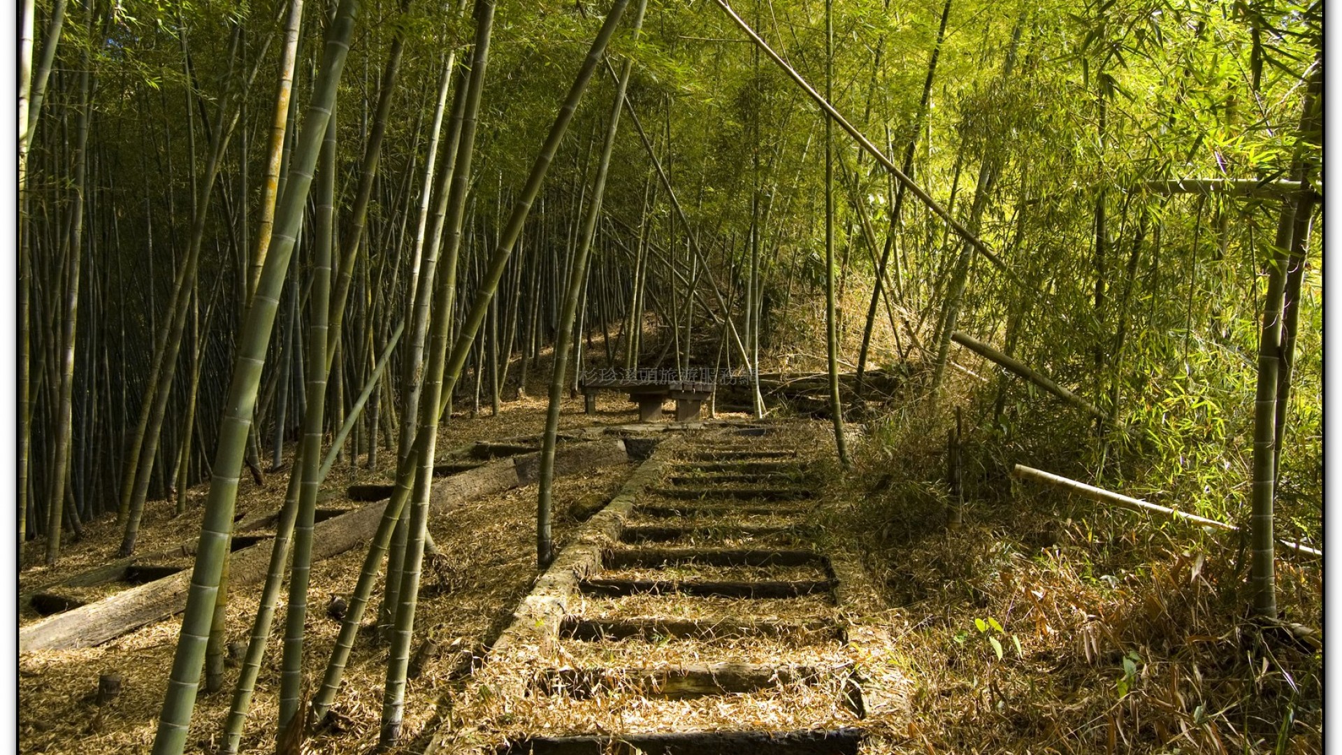 三生緣區-溪頭旅遊景點