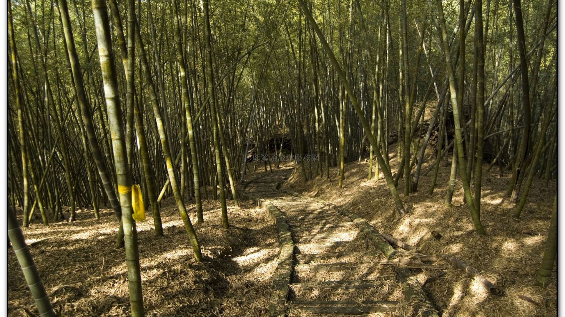 三生緣區-溪頭旅遊景點