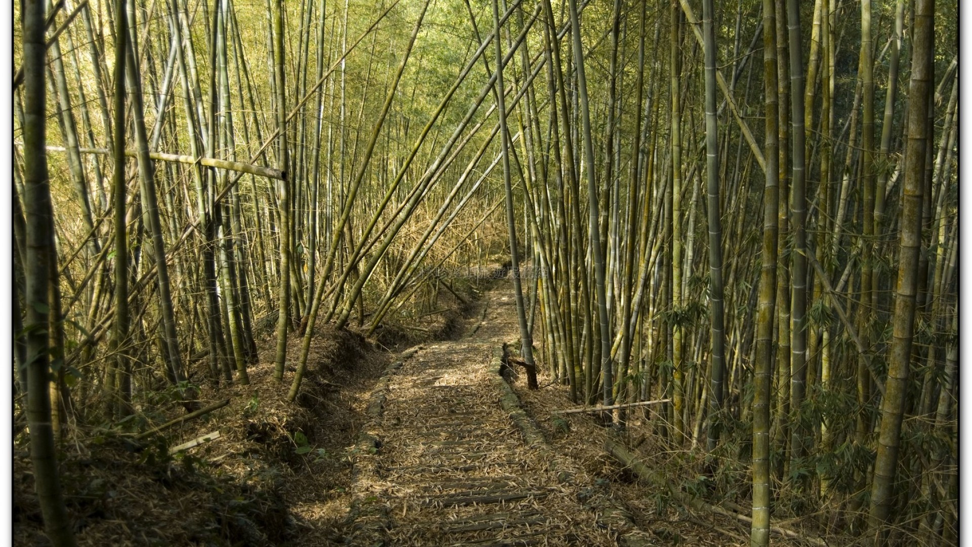 三生緣區-溪頭旅遊景點