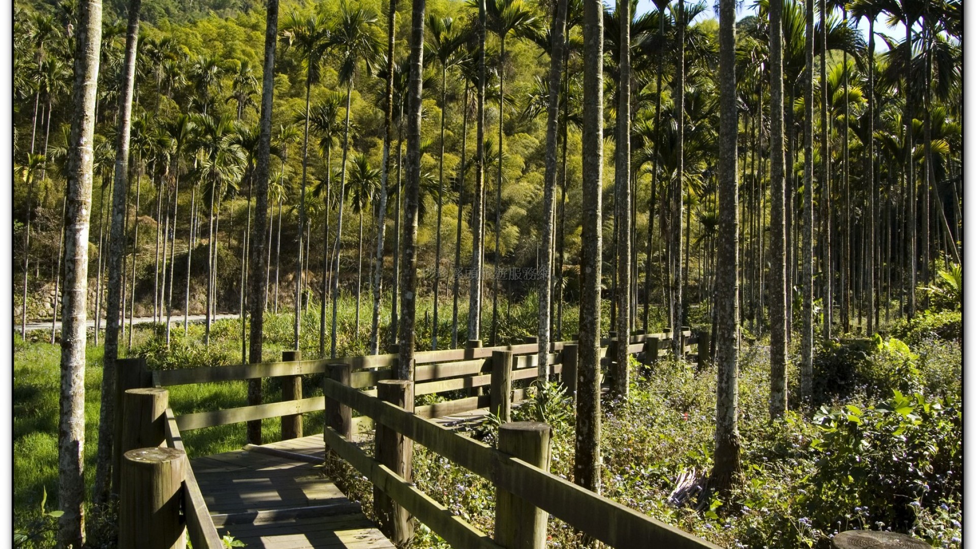 三生緣區-溪頭旅遊景點