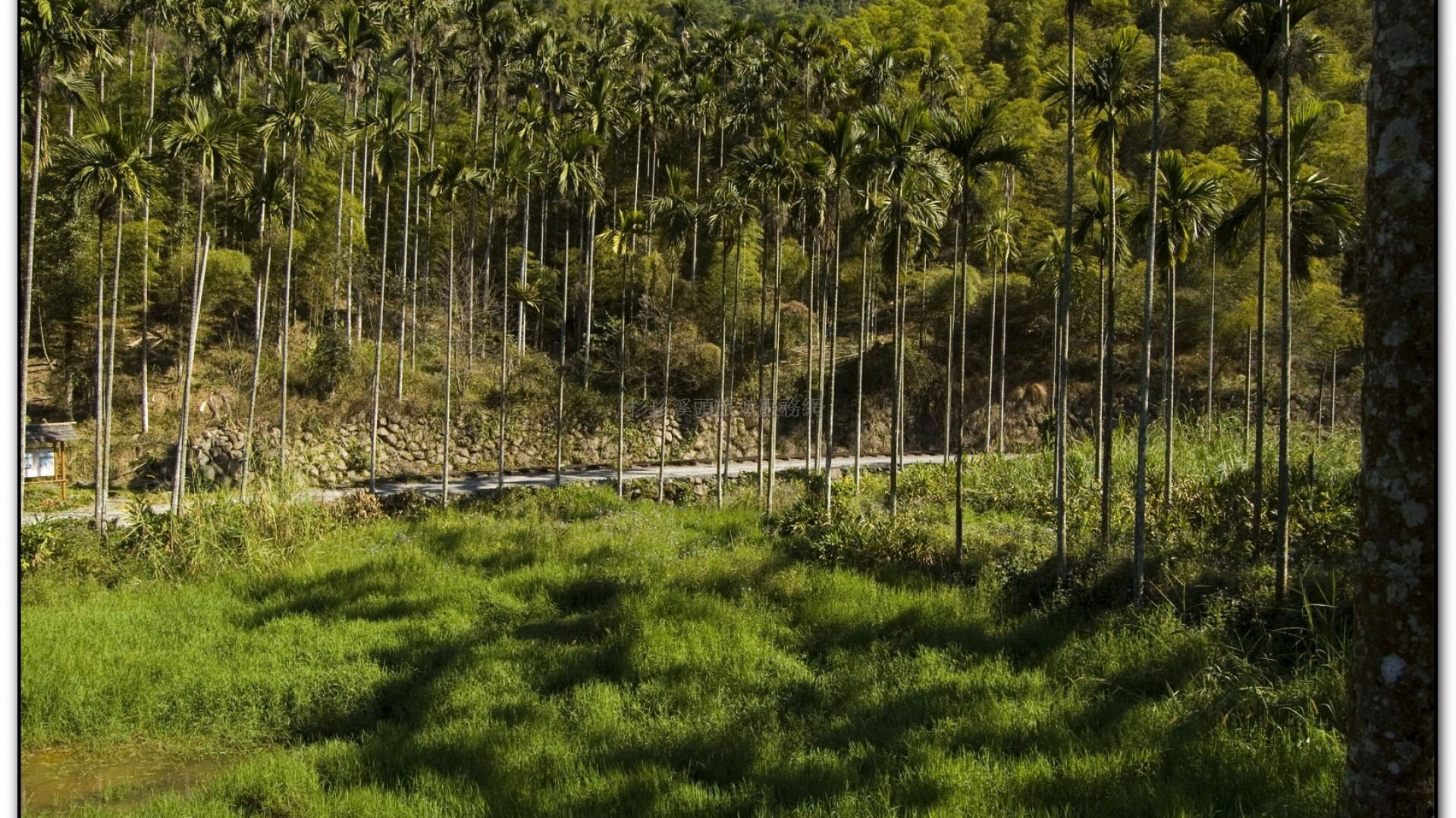 三生緣區-溪頭旅遊景點