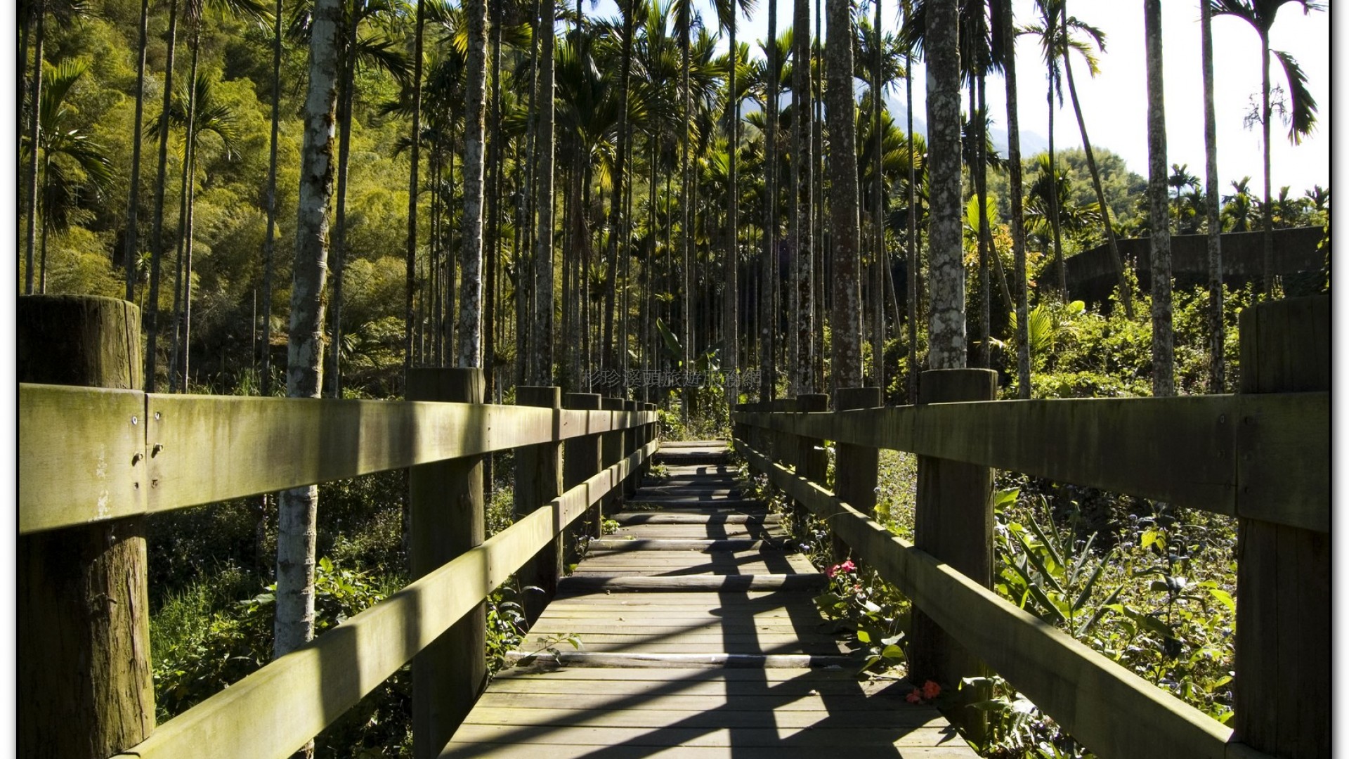 三生緣區-溪頭旅遊景點