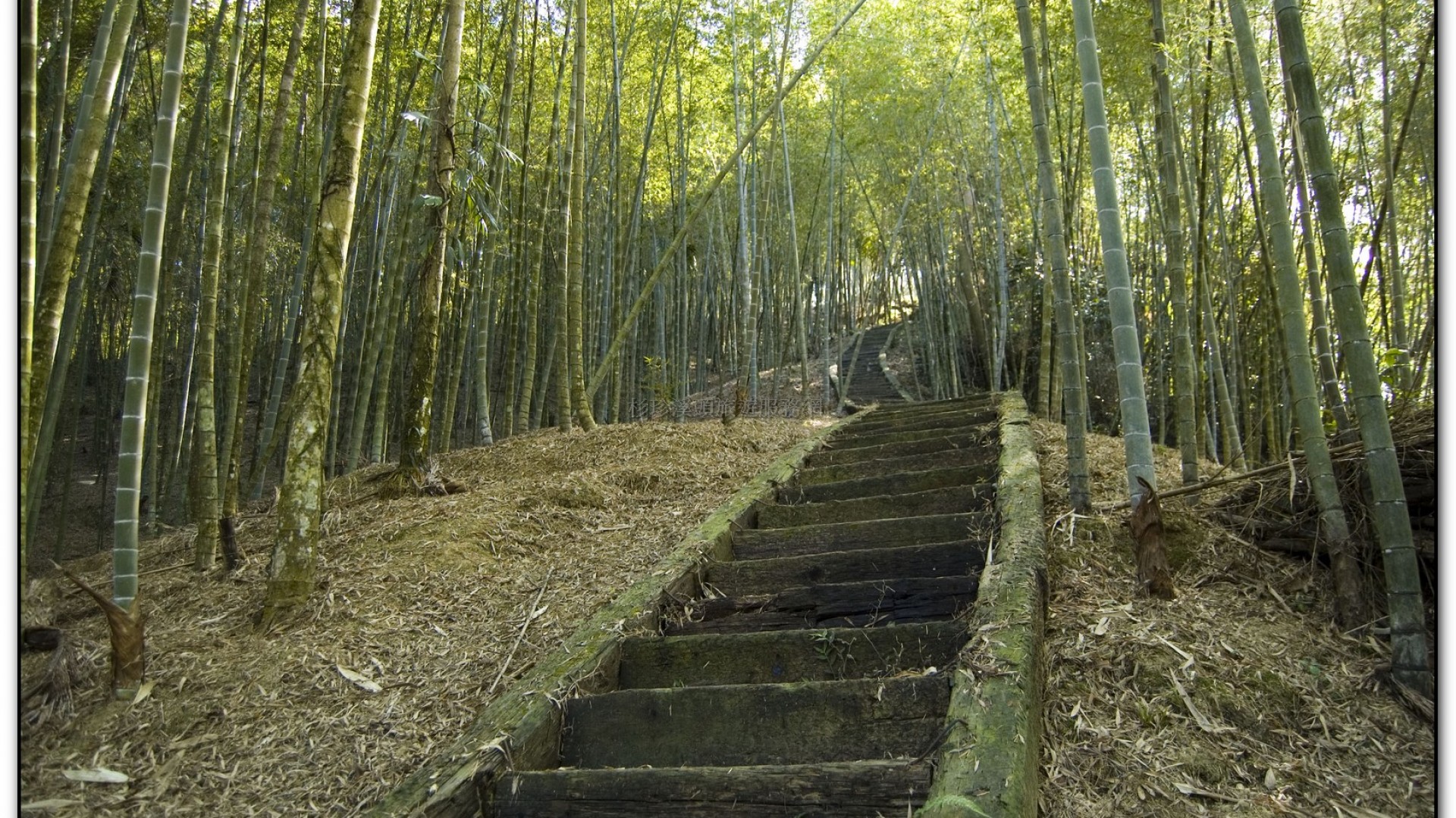 三生緣區-溪頭旅遊景點