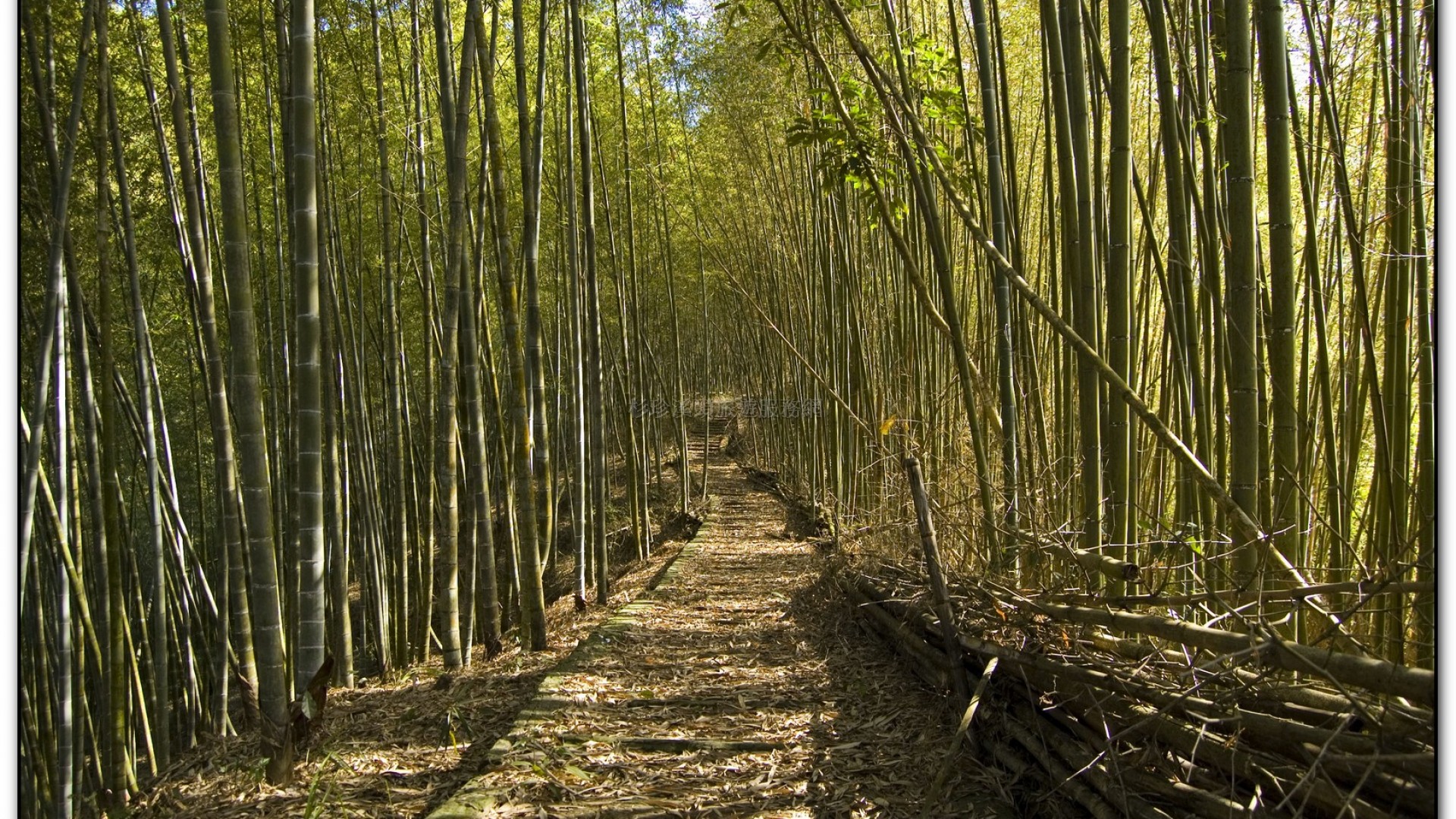 三生緣區-溪頭旅遊景點