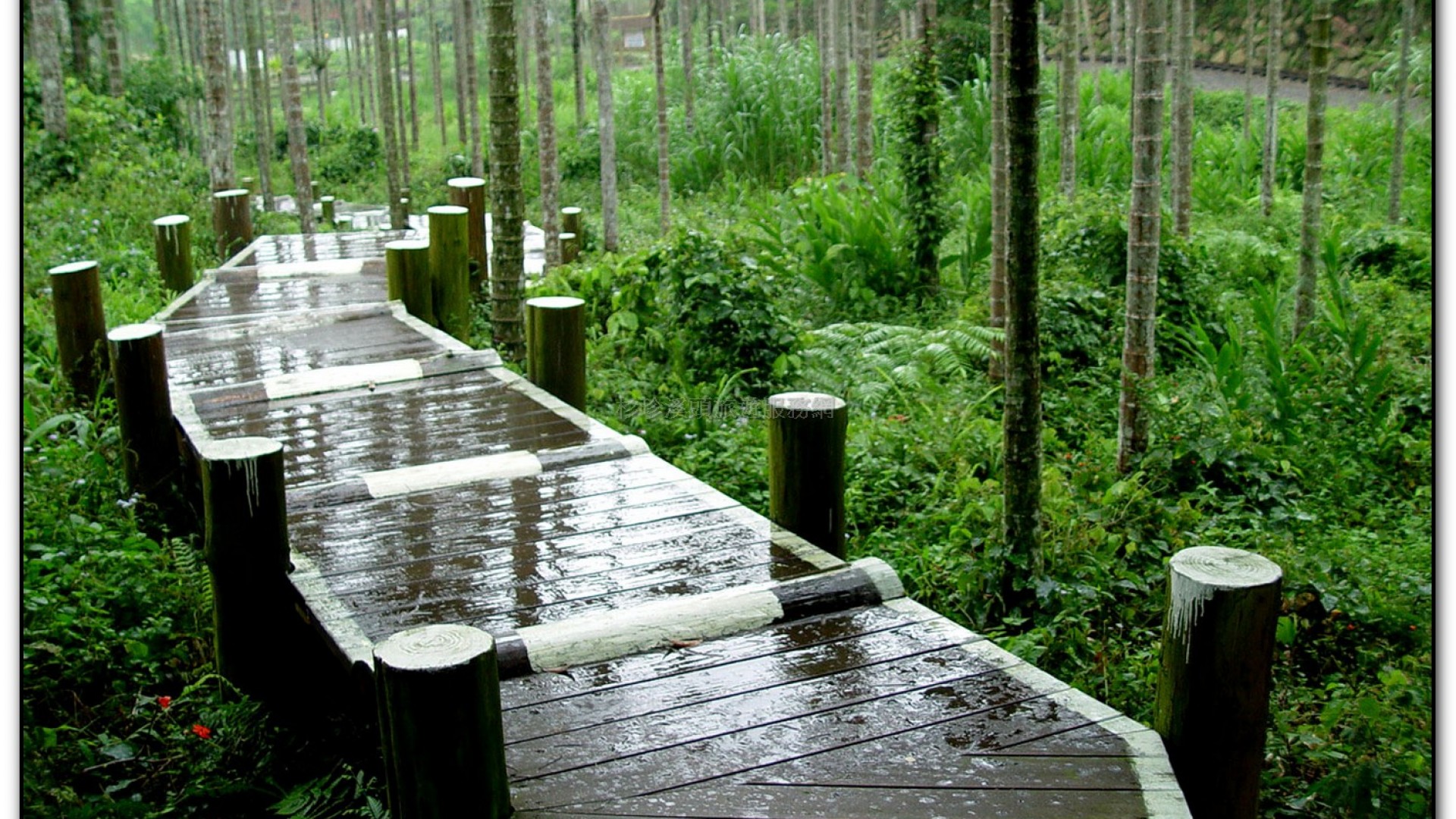 三生緣區-溪頭旅遊景點