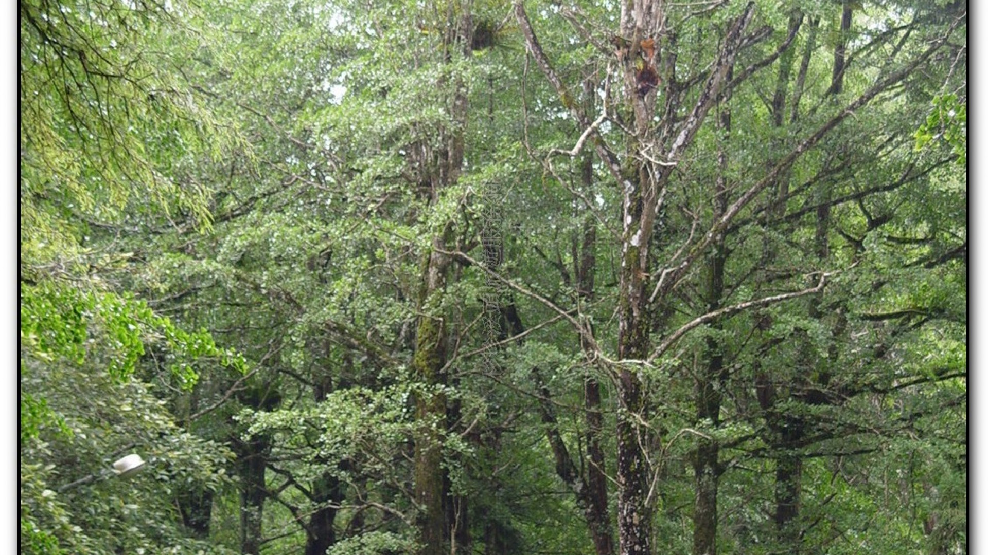 銀杏林-溪頭旅遊景點