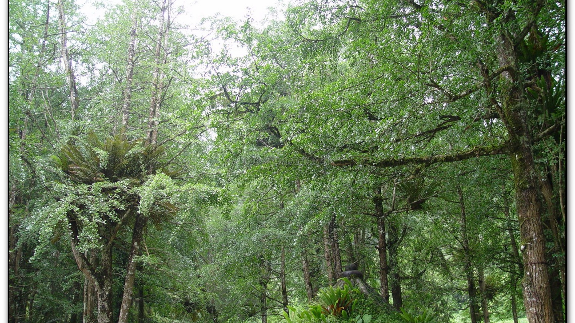 銀杏林-溪頭旅遊景點