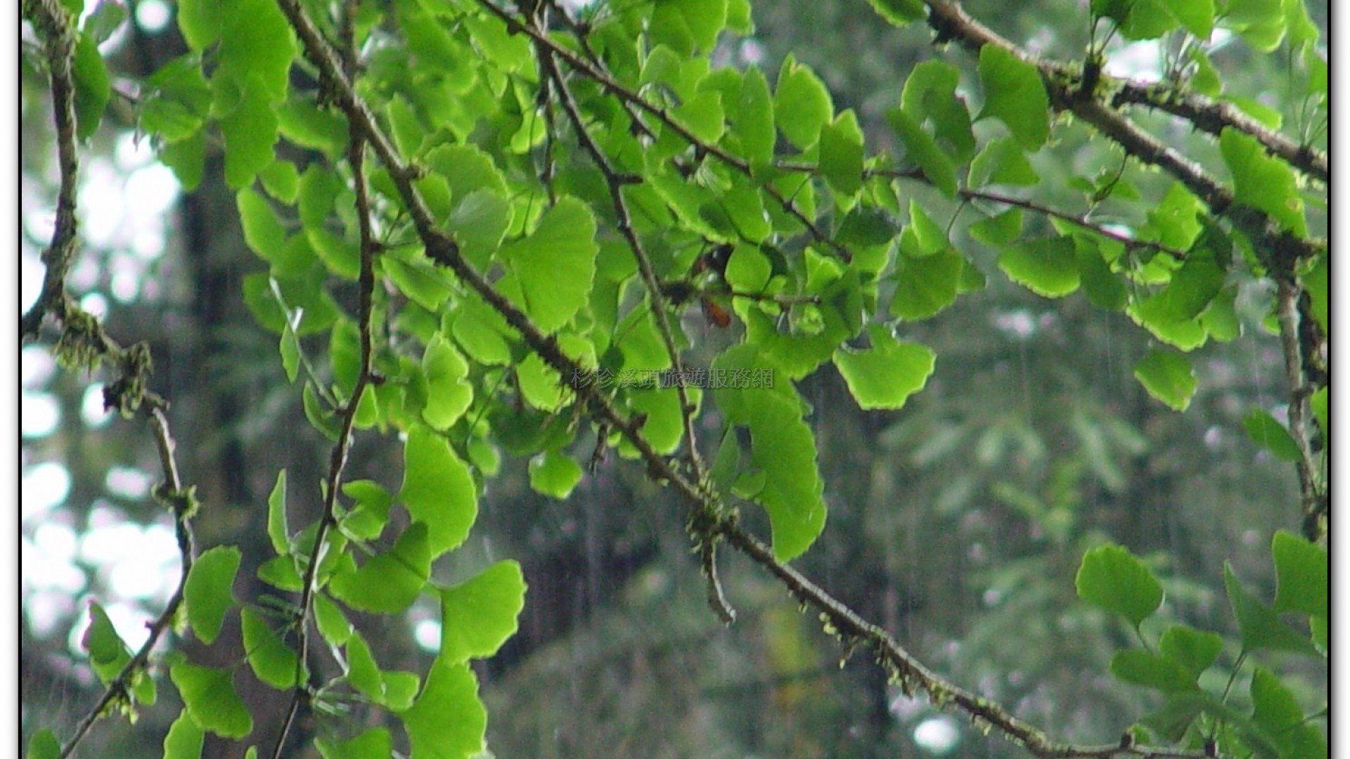 銀杏林-溪頭旅遊景點