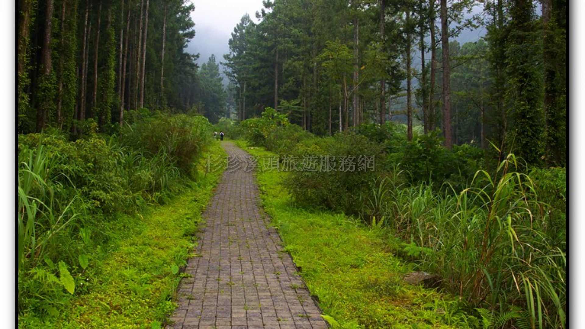 溪頭旅遊景點-大學坑