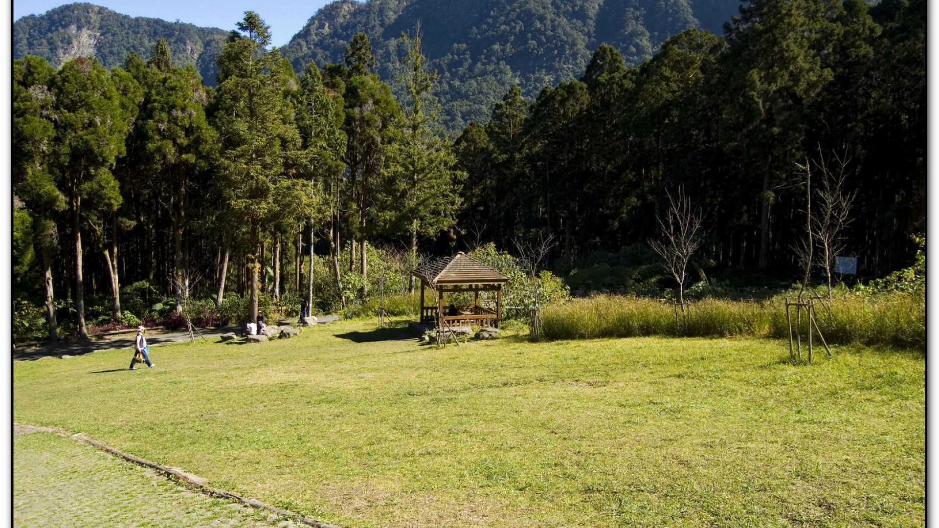 音樂草坪-溪頭旅遊景點