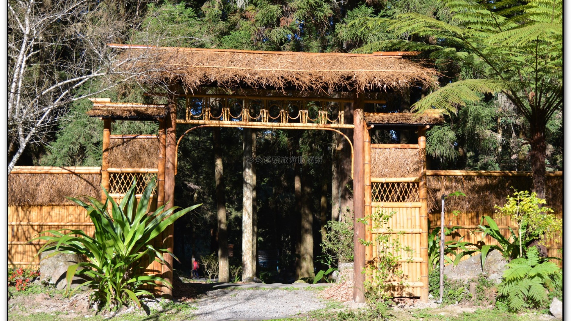 子定亭苗圃-溪頭旅遊景點