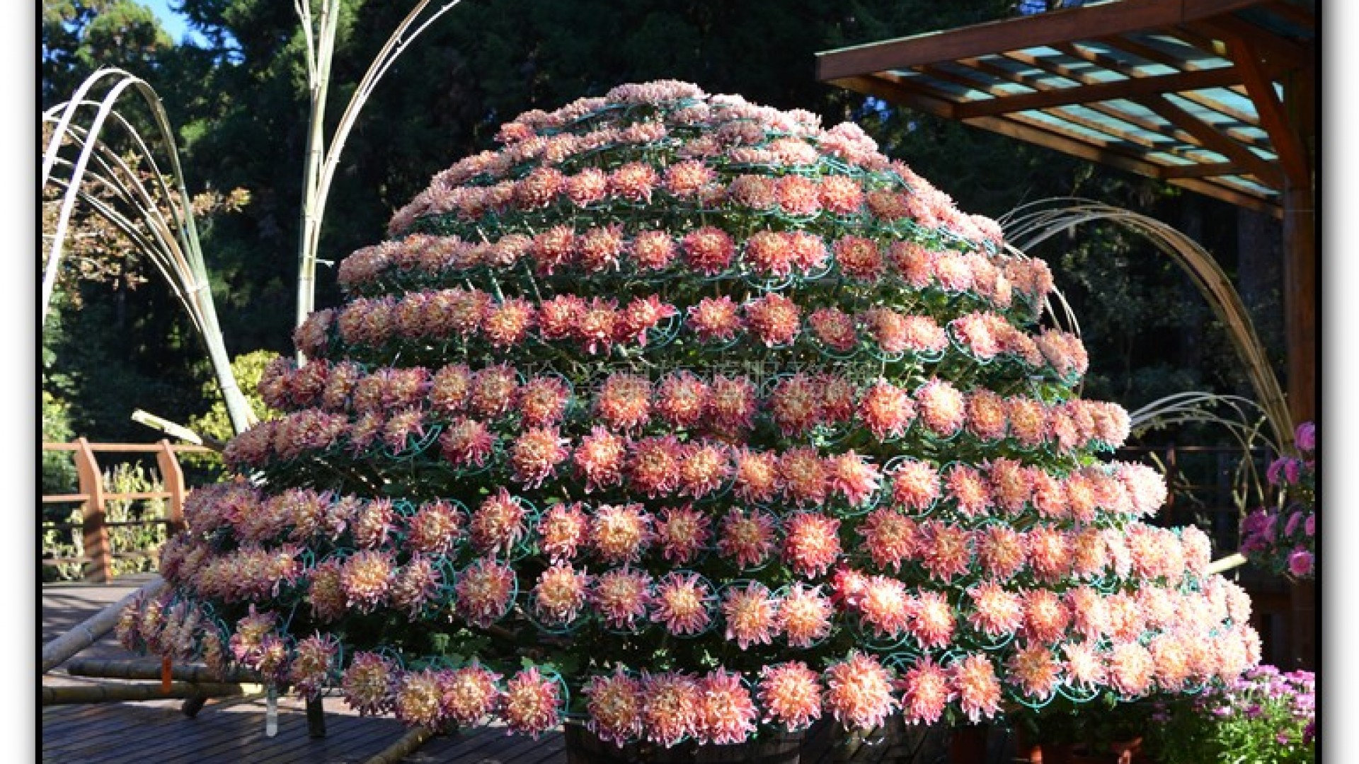 子定亭苗圃-溪頭旅遊景點