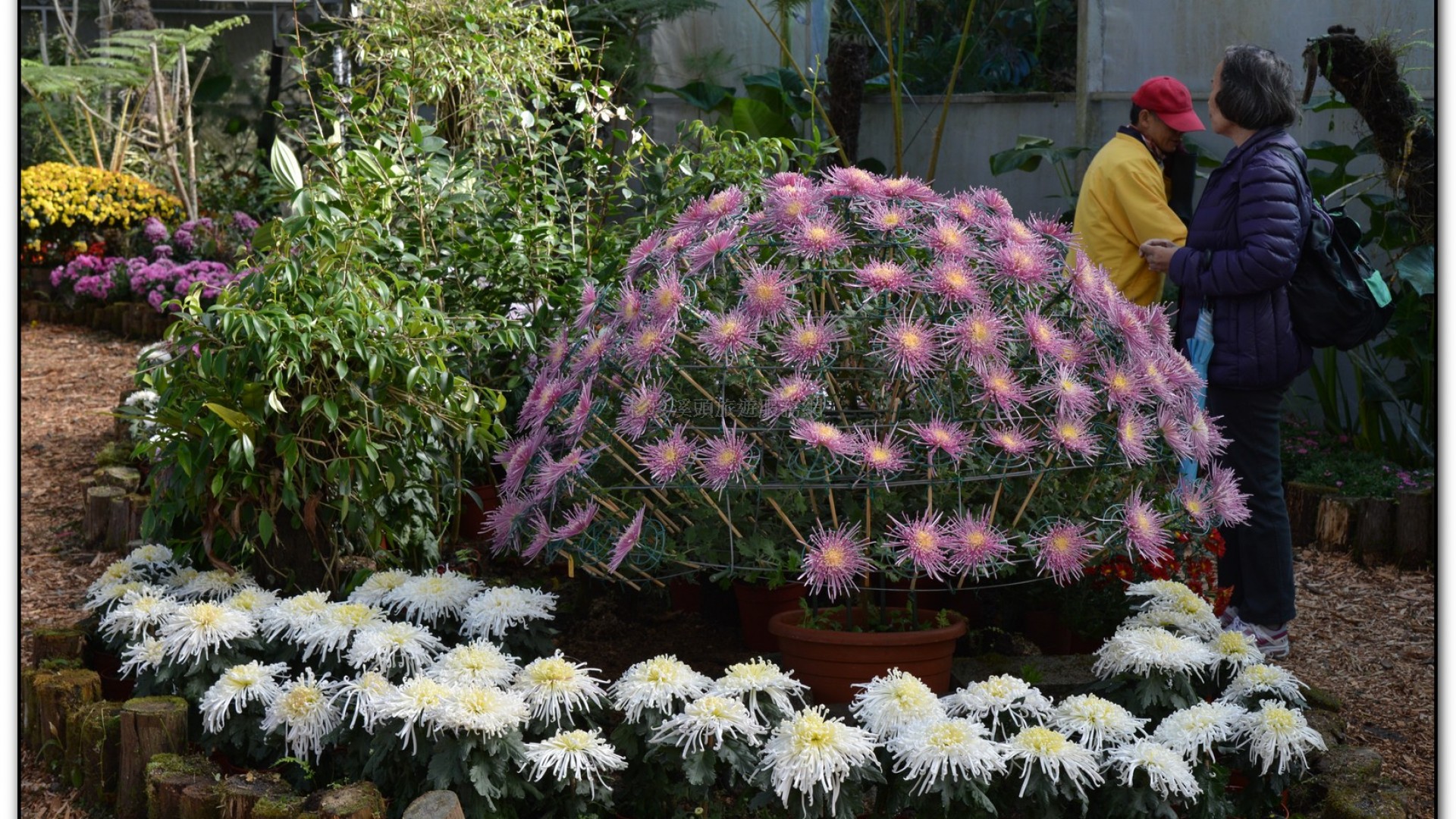 子定亭苗圃-溪頭旅遊景點