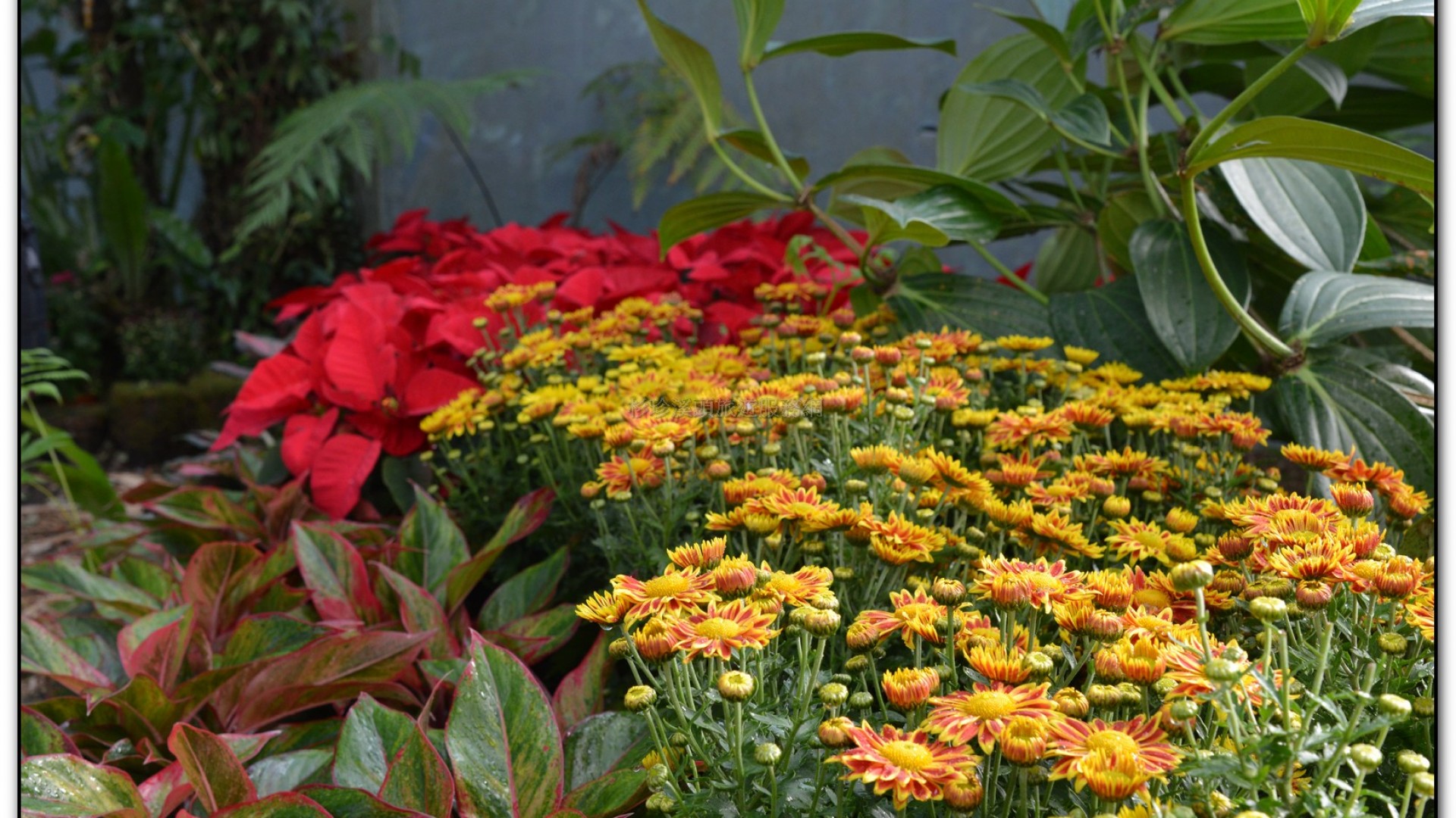 子定亭苗圃-溪頭旅遊景點